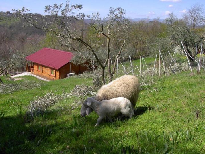 Agriturismo Cisogna