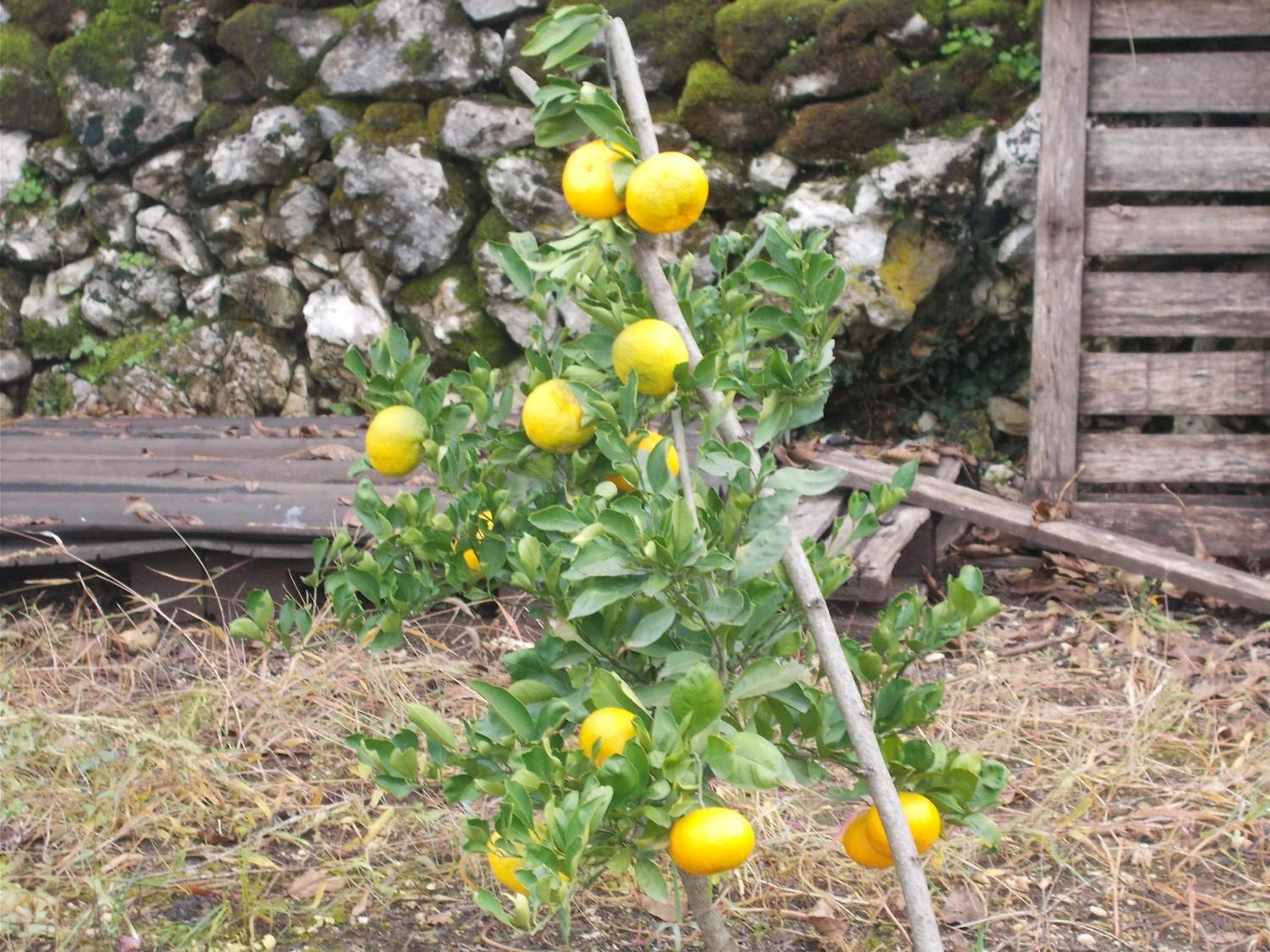Photo 43