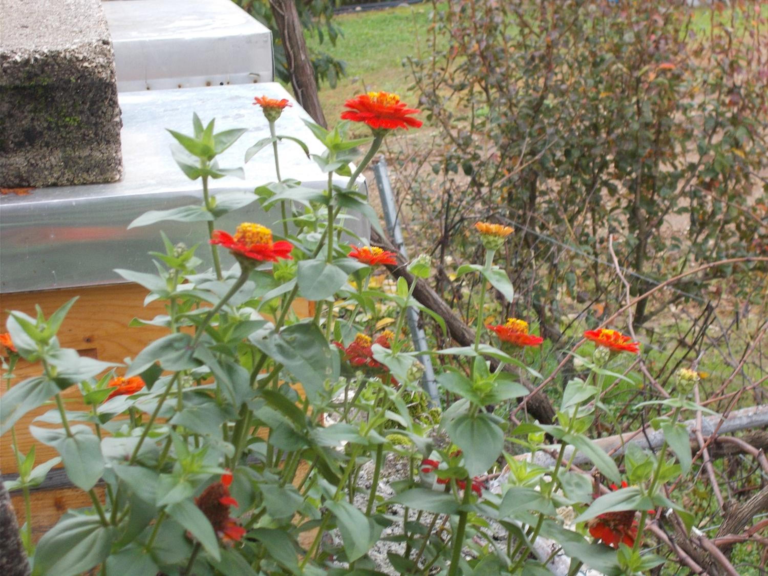 Photo 42