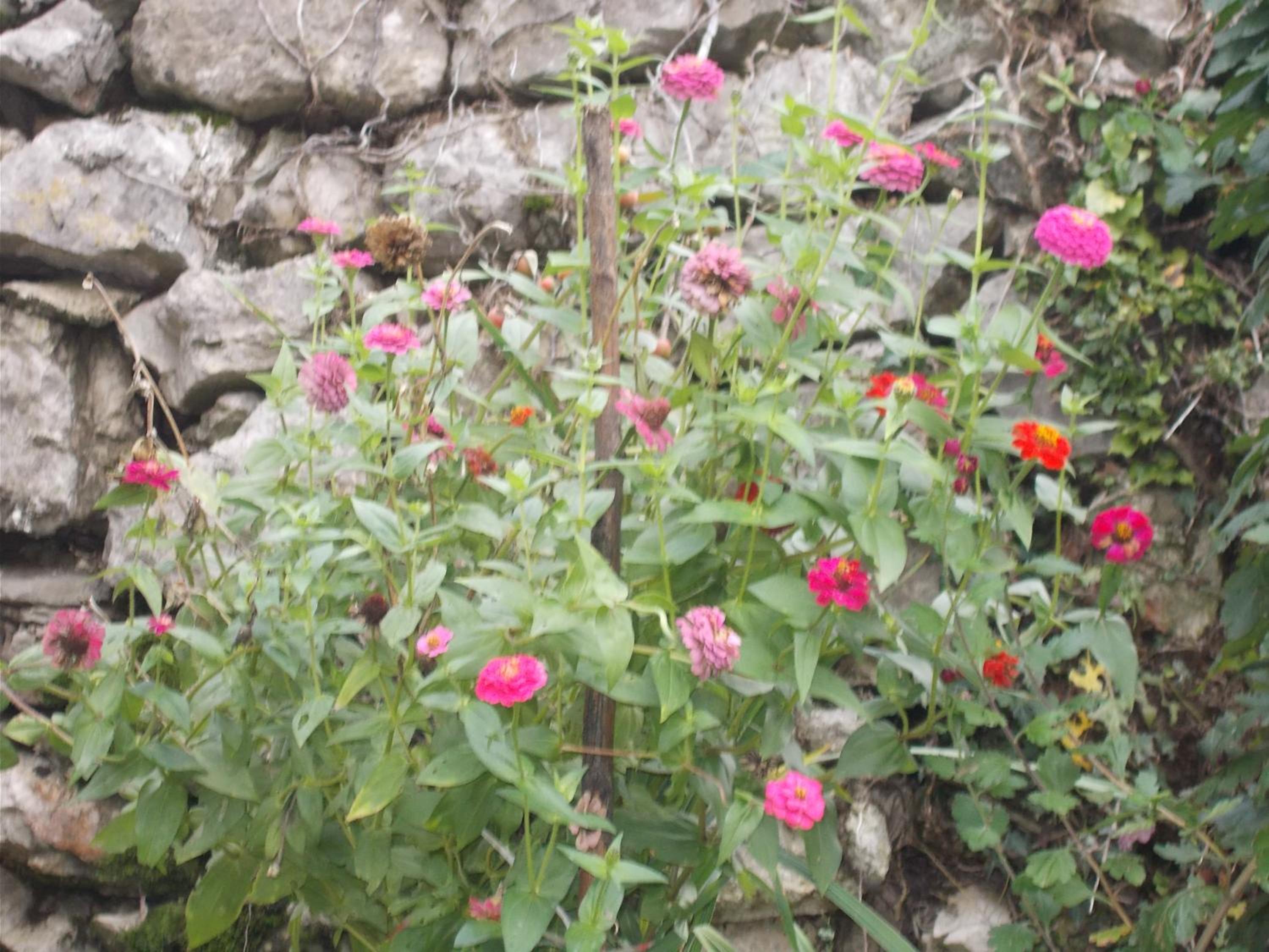 Photo 41