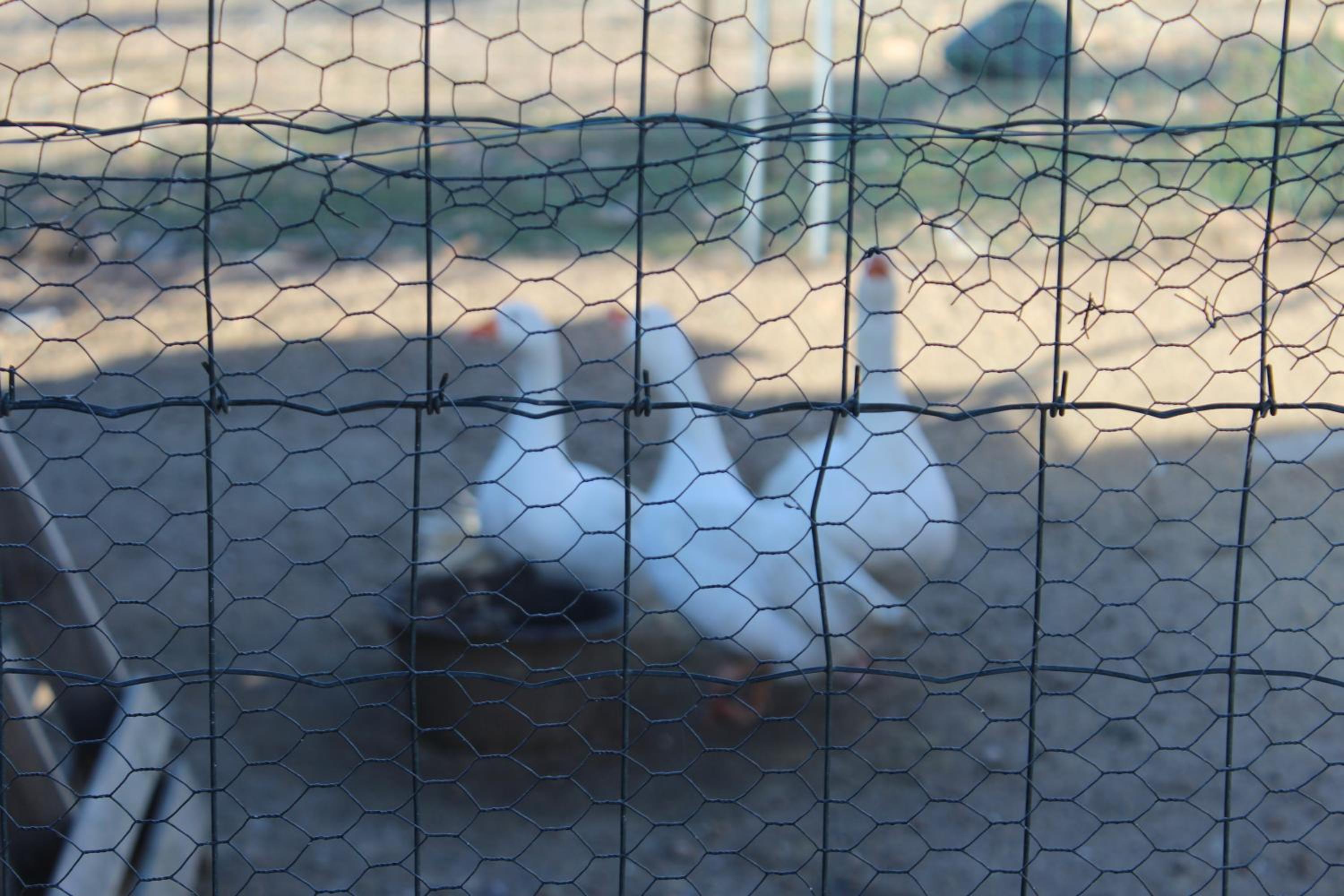 Photo 60