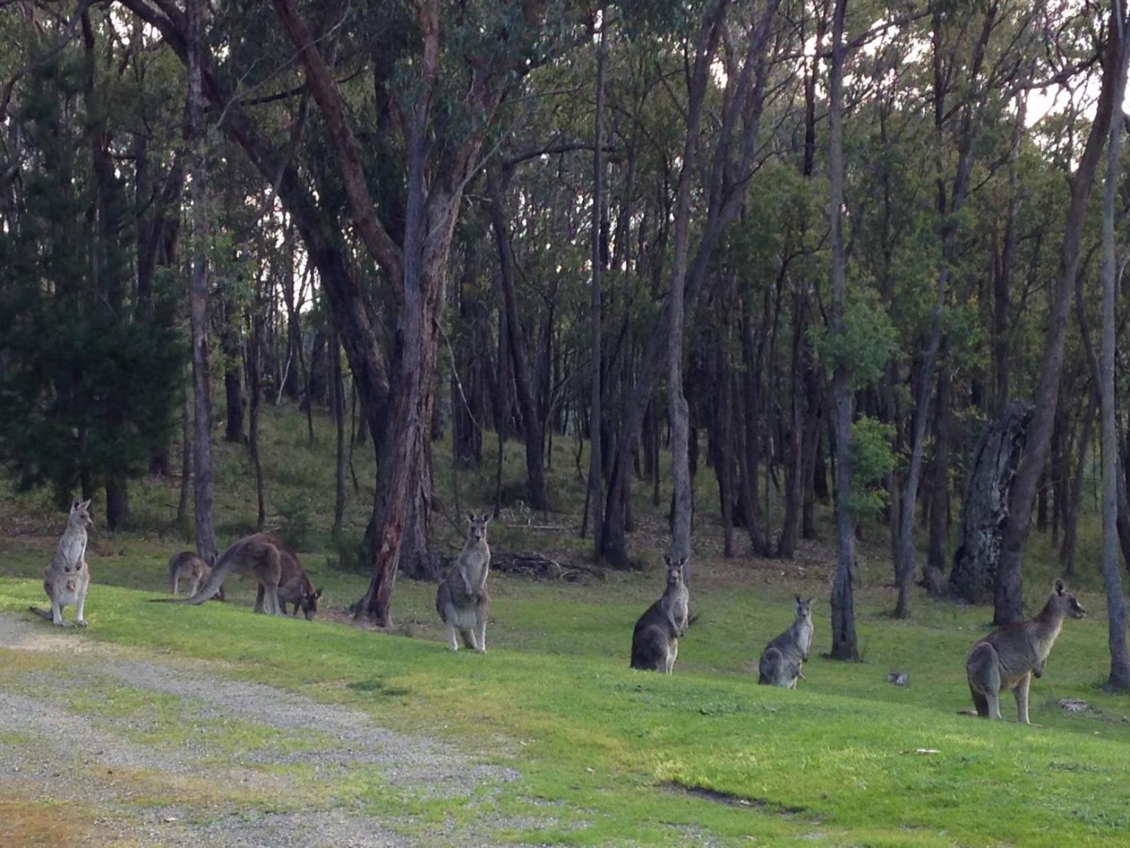 Araluen Lodge Yarra Valley