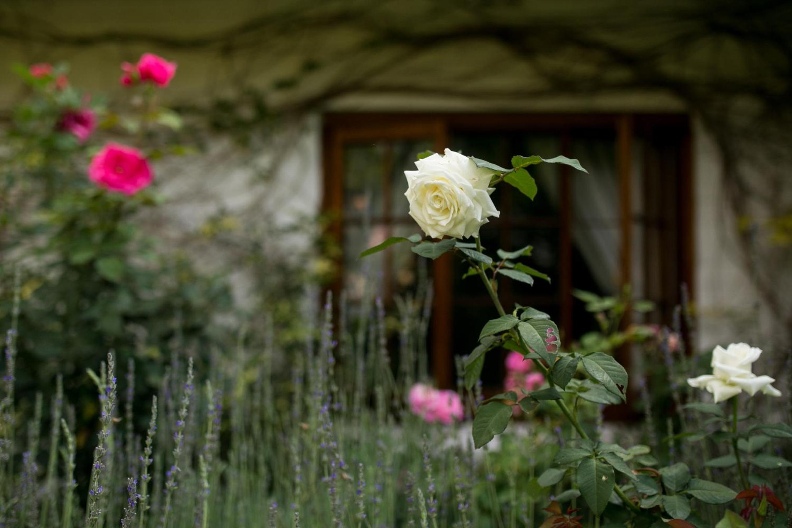 Grace Guest House