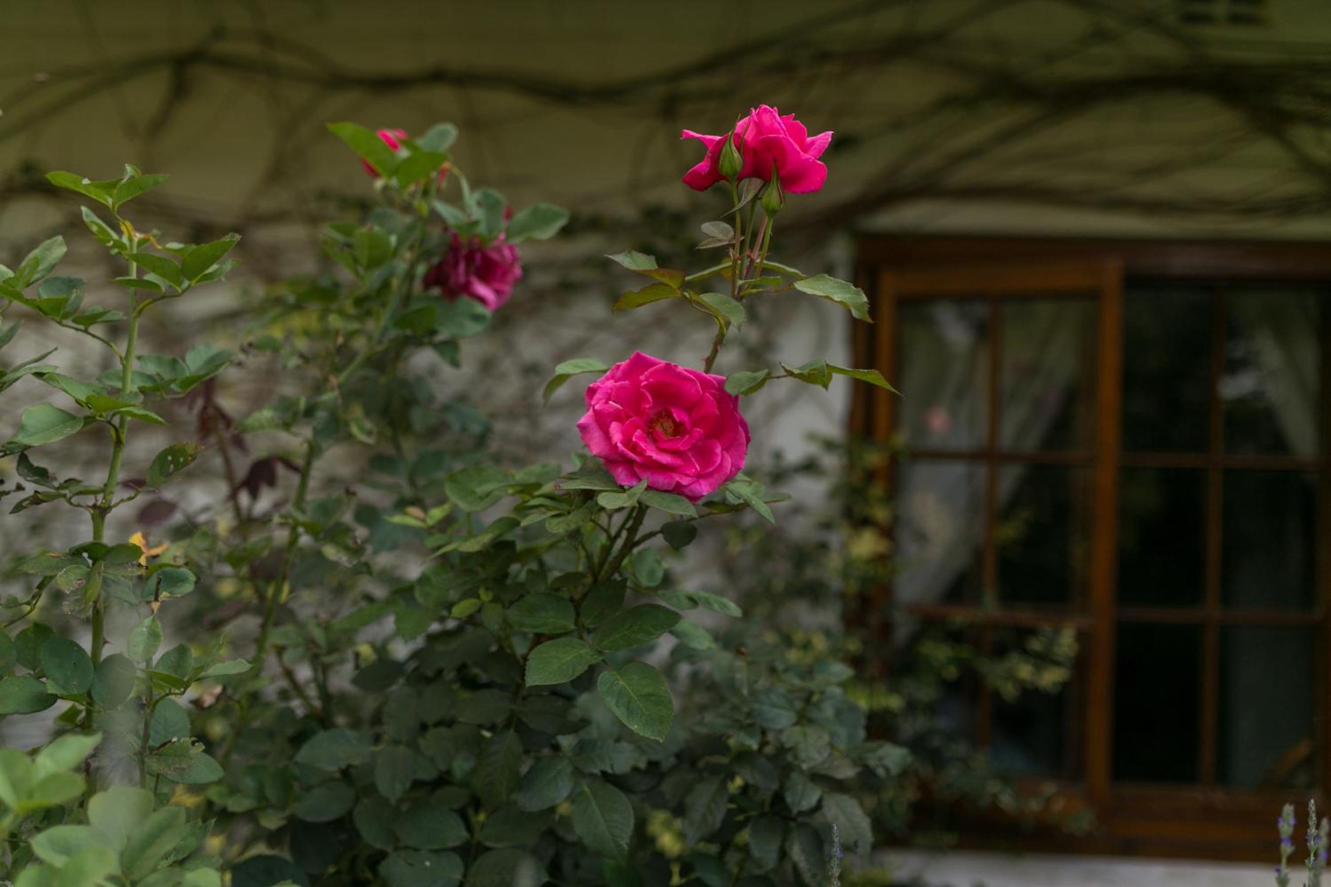 Grace Guest House