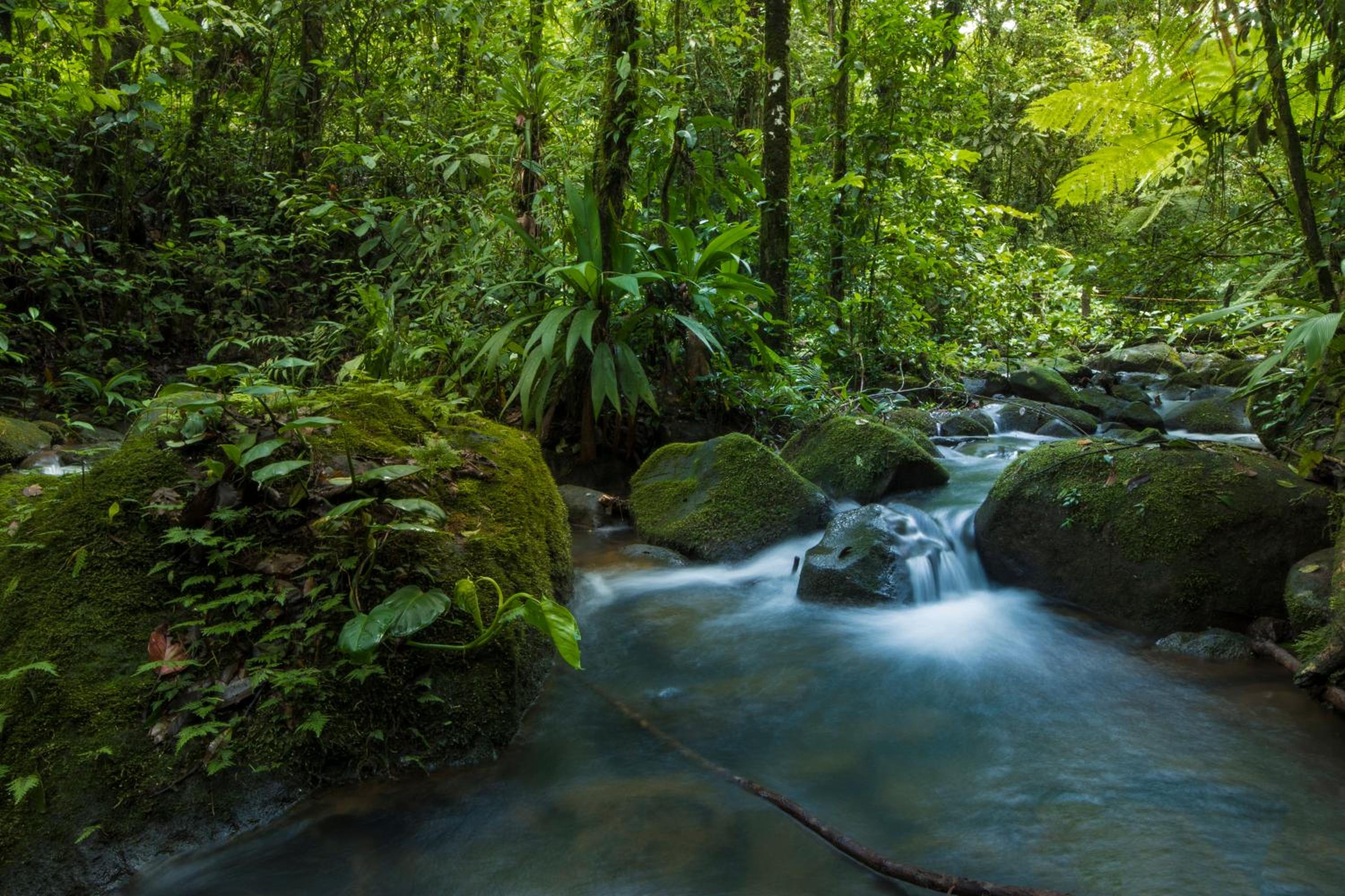 La Tigra Rainforest Lodge