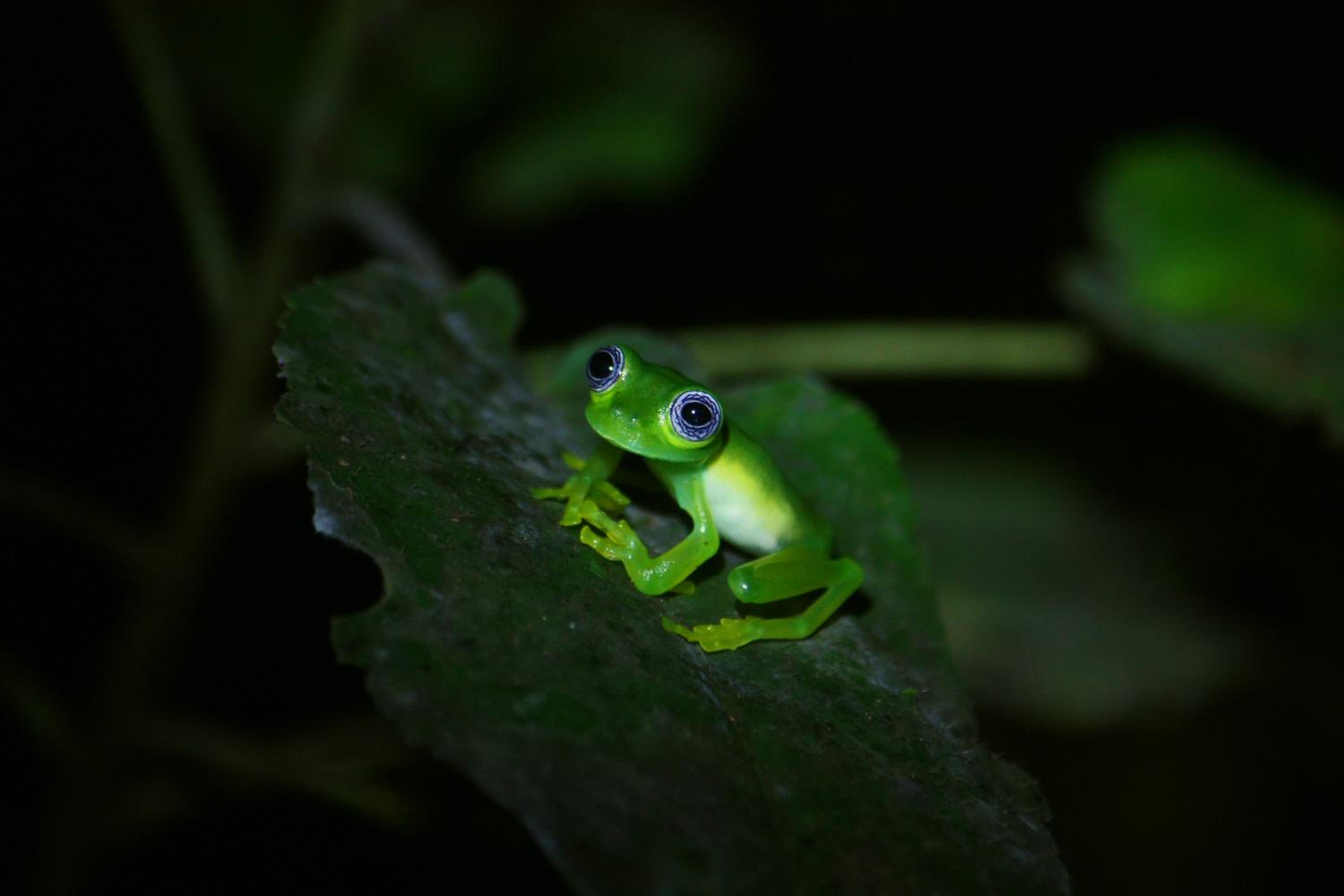 La Tigra Rainforest Lodge