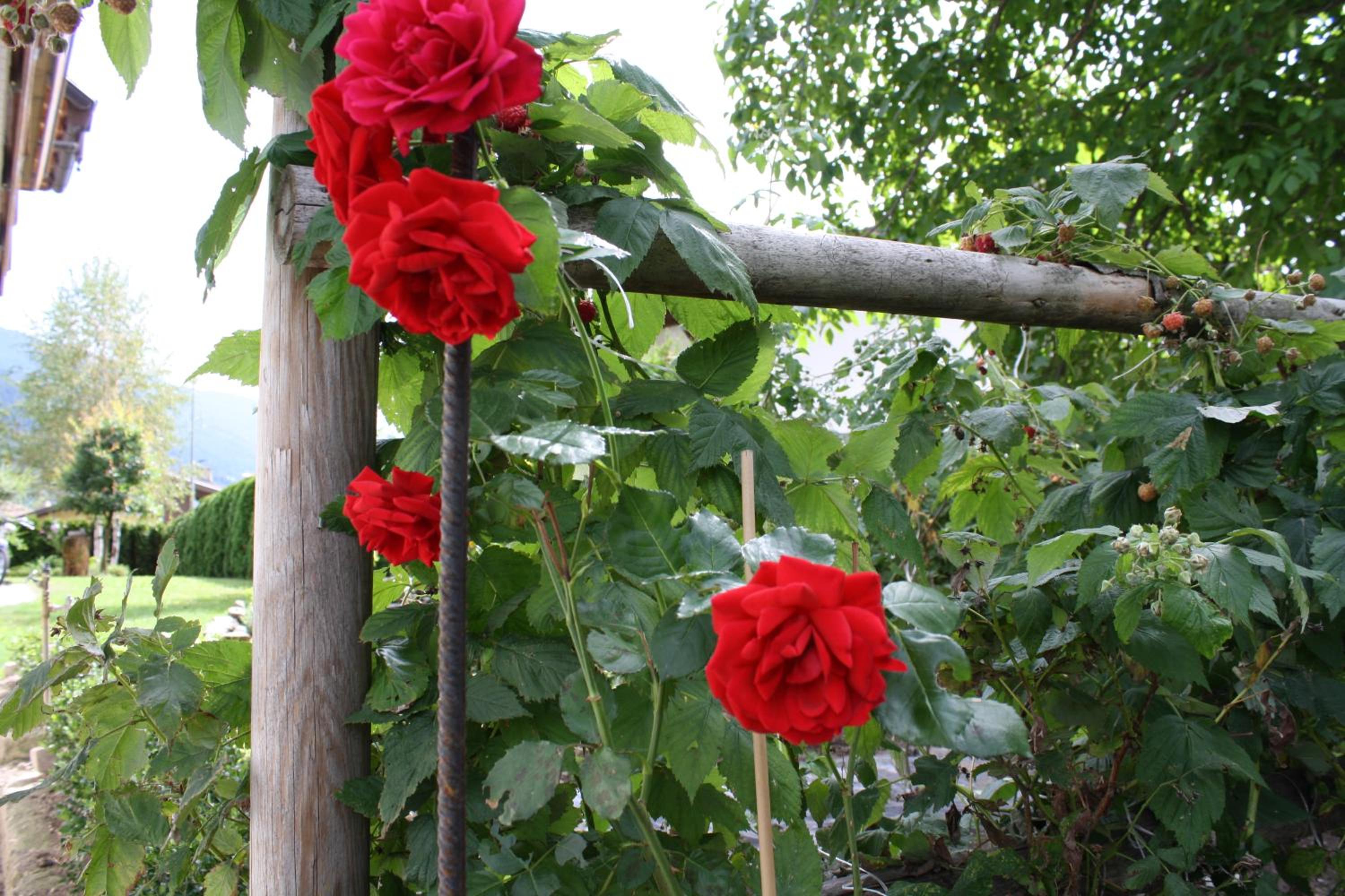 Photo 32