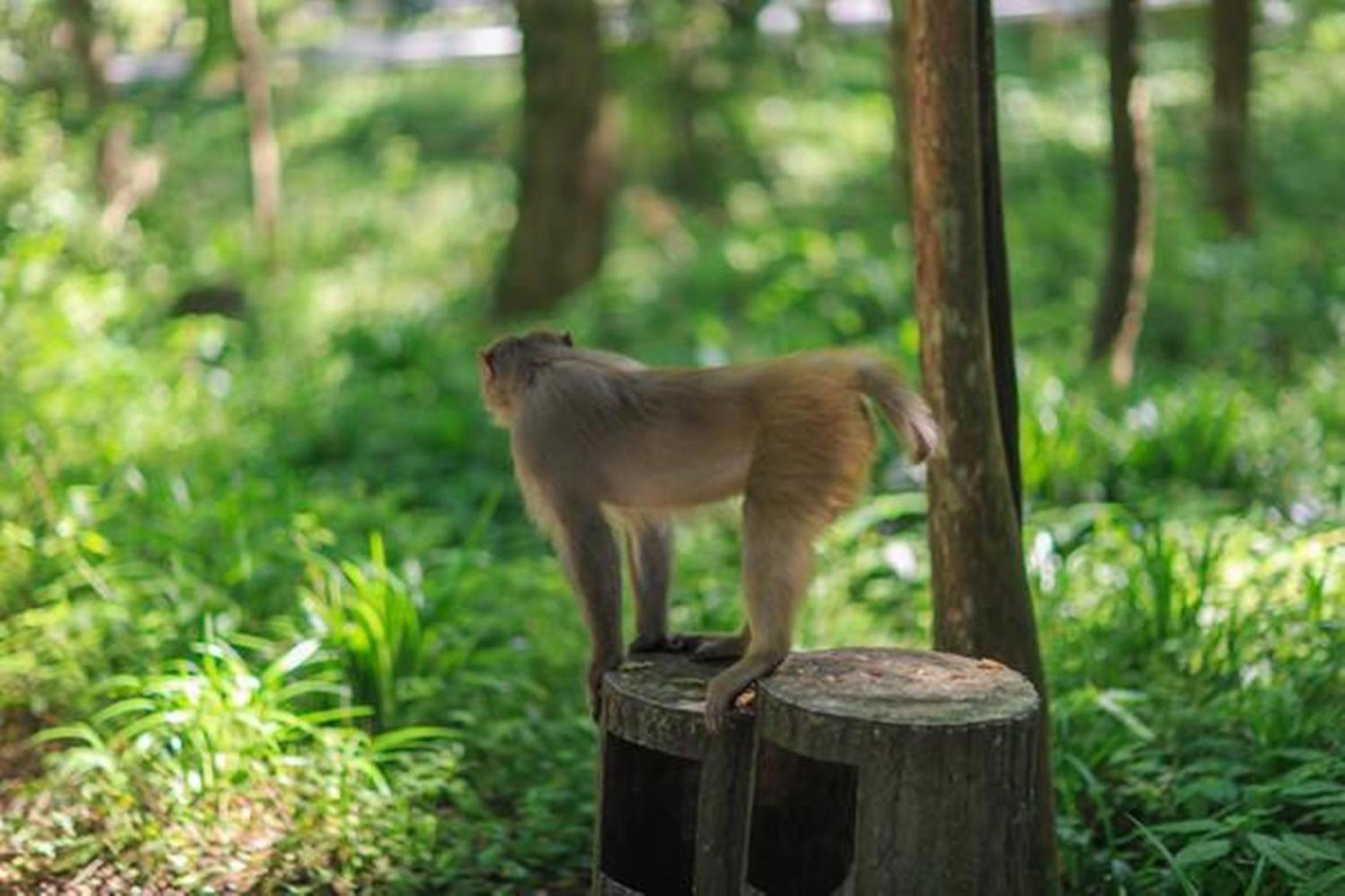 Tongfu Inn(In the National Park)