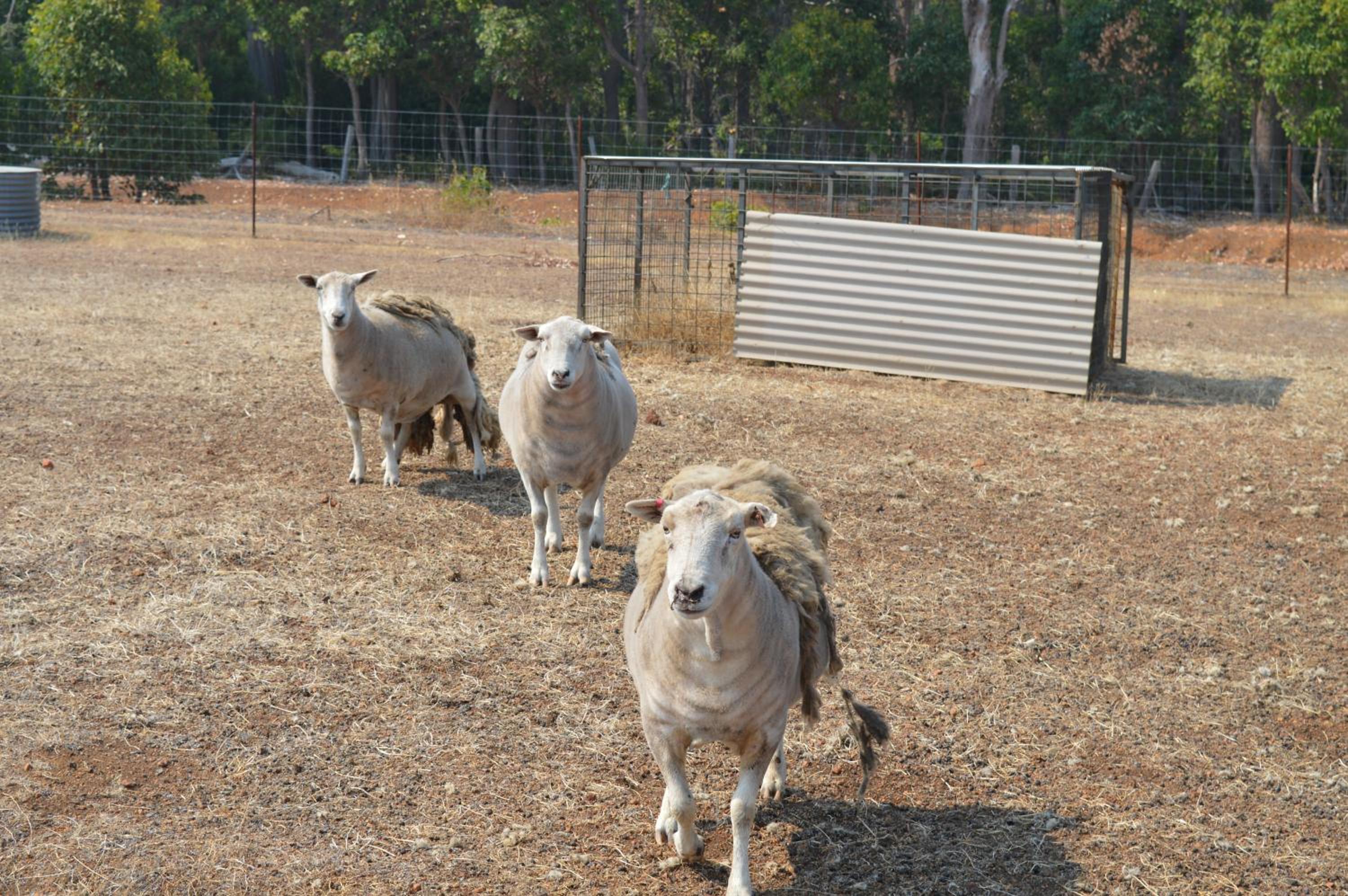 Jarrah Glen Cabins