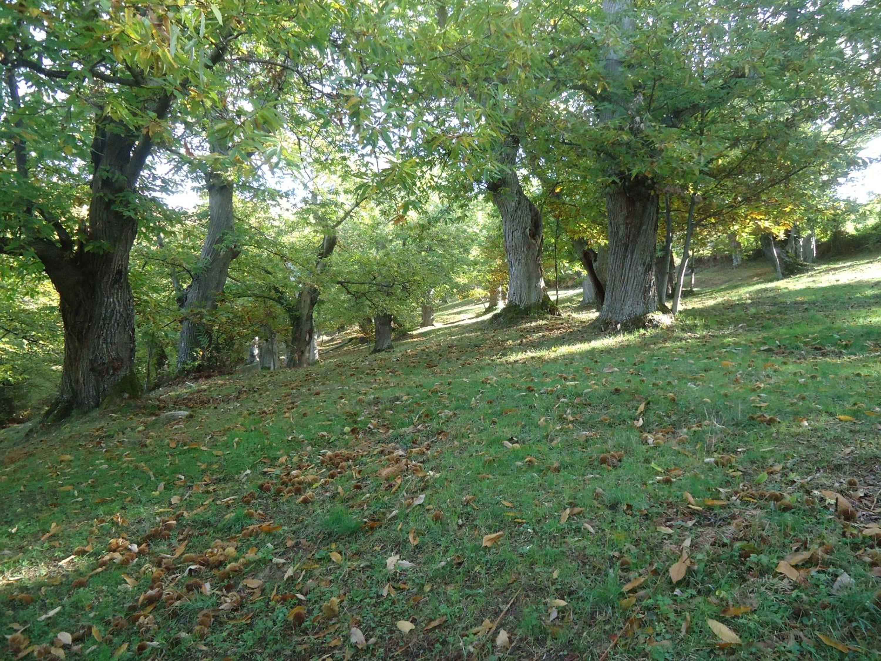 Photo 31