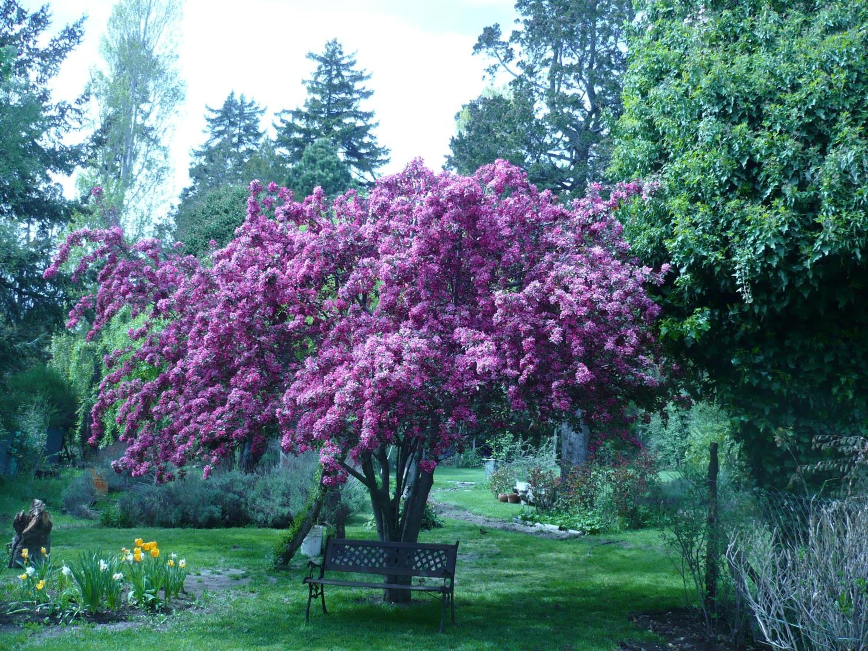 El lugar de la Flor