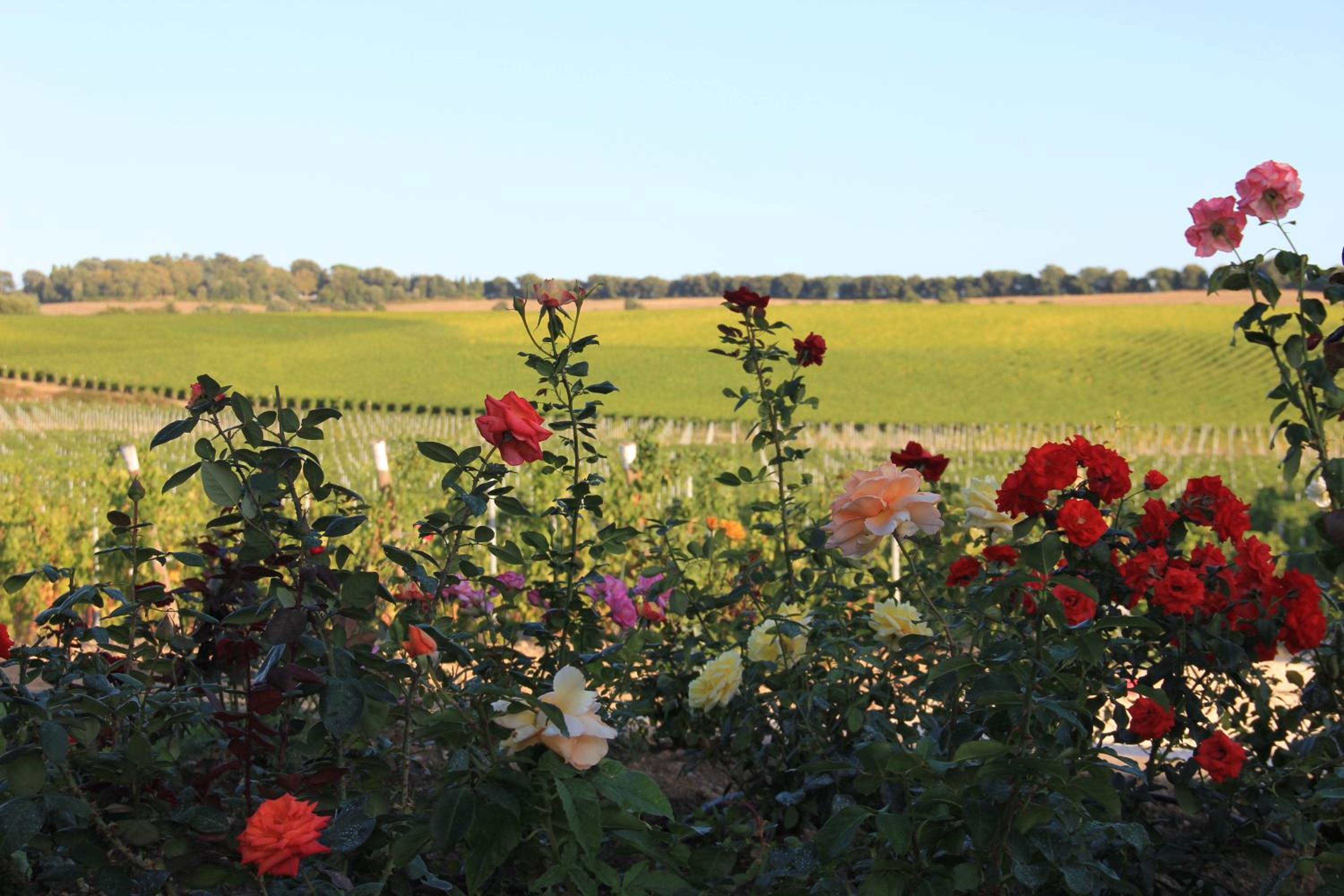 Agriturismo Poggio Al Tufo