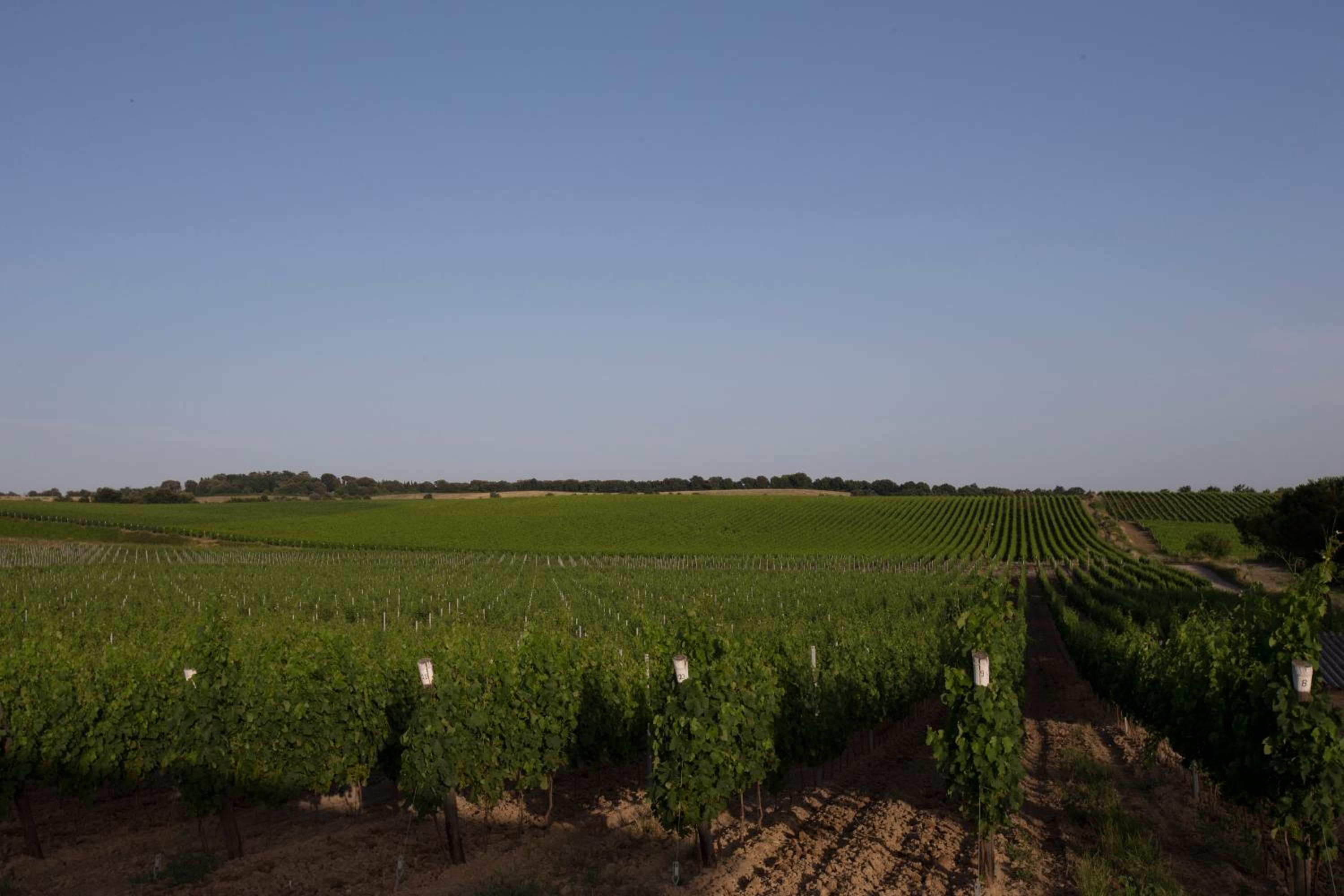 Agriturismo Poggio Al Tufo