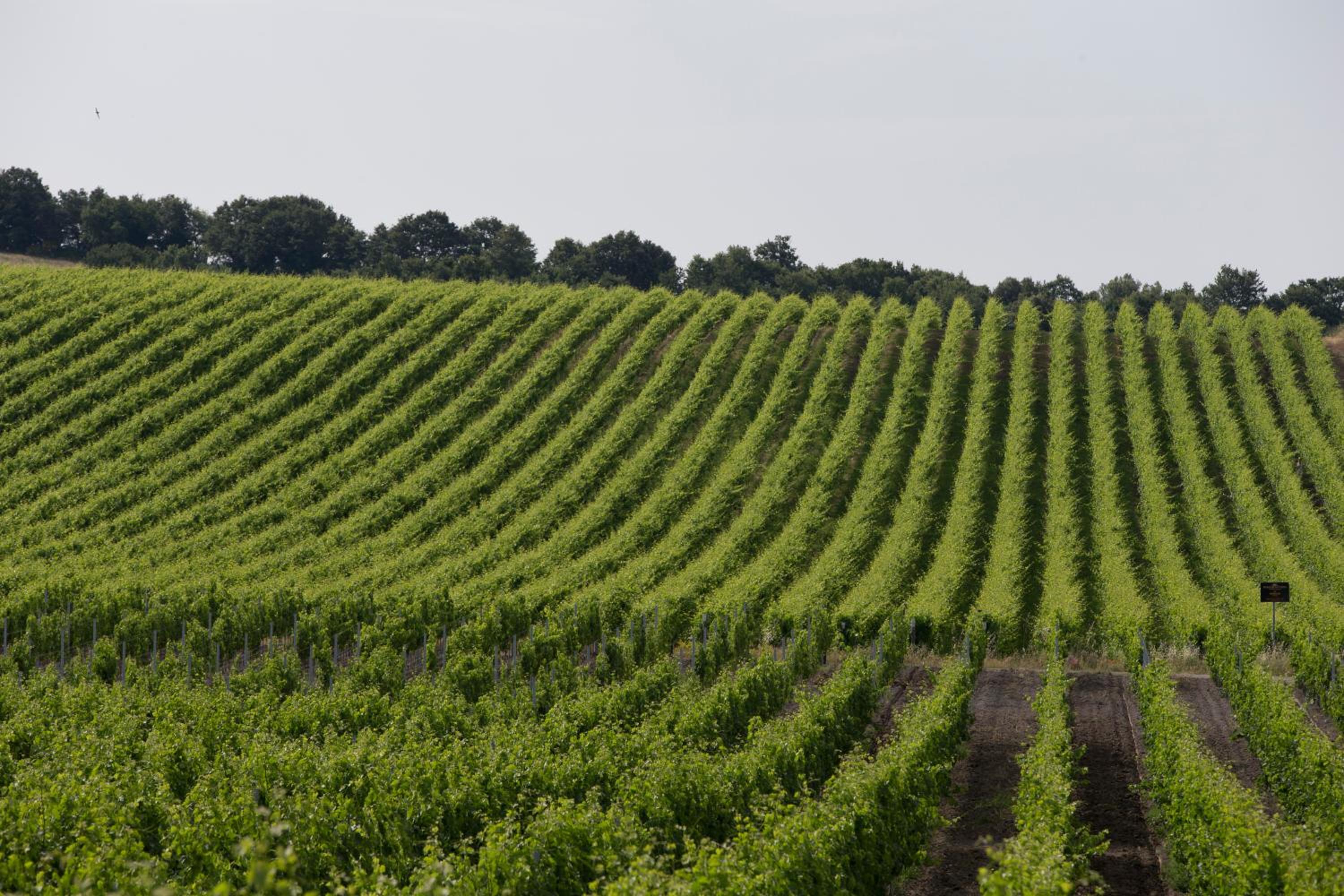 Agriturismo Poggio Al Tufo