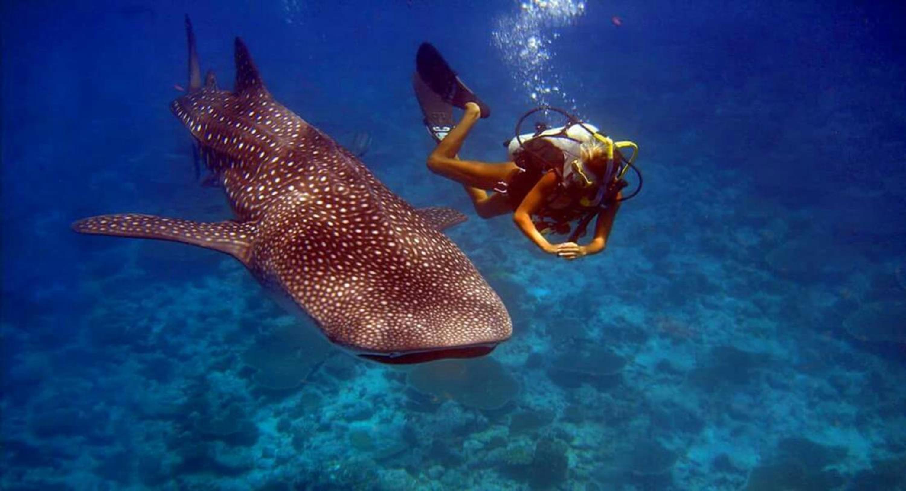 Batuta Maldives Surf View