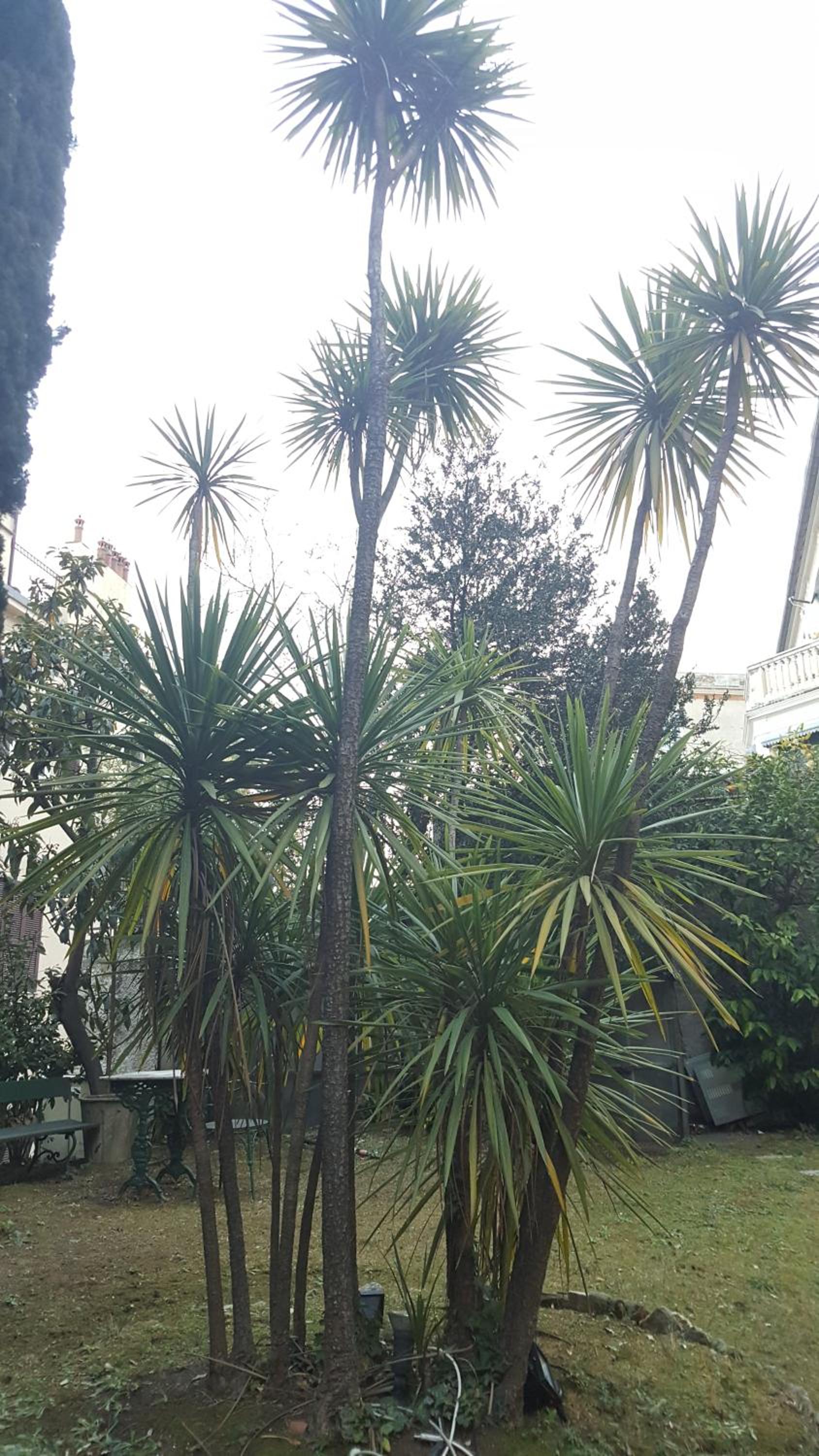 Garden Suite