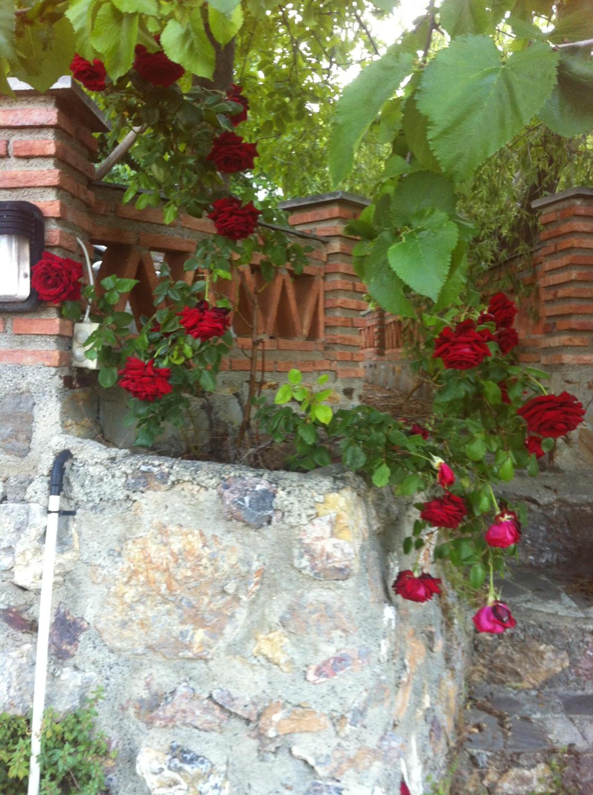 Camping El Balcon de Pitres