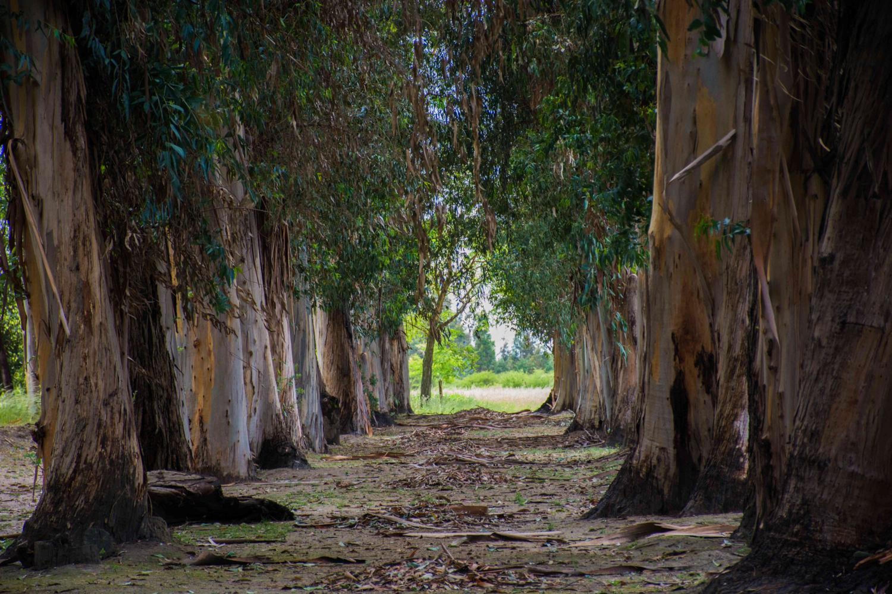 Hacienda Historica Marchigue