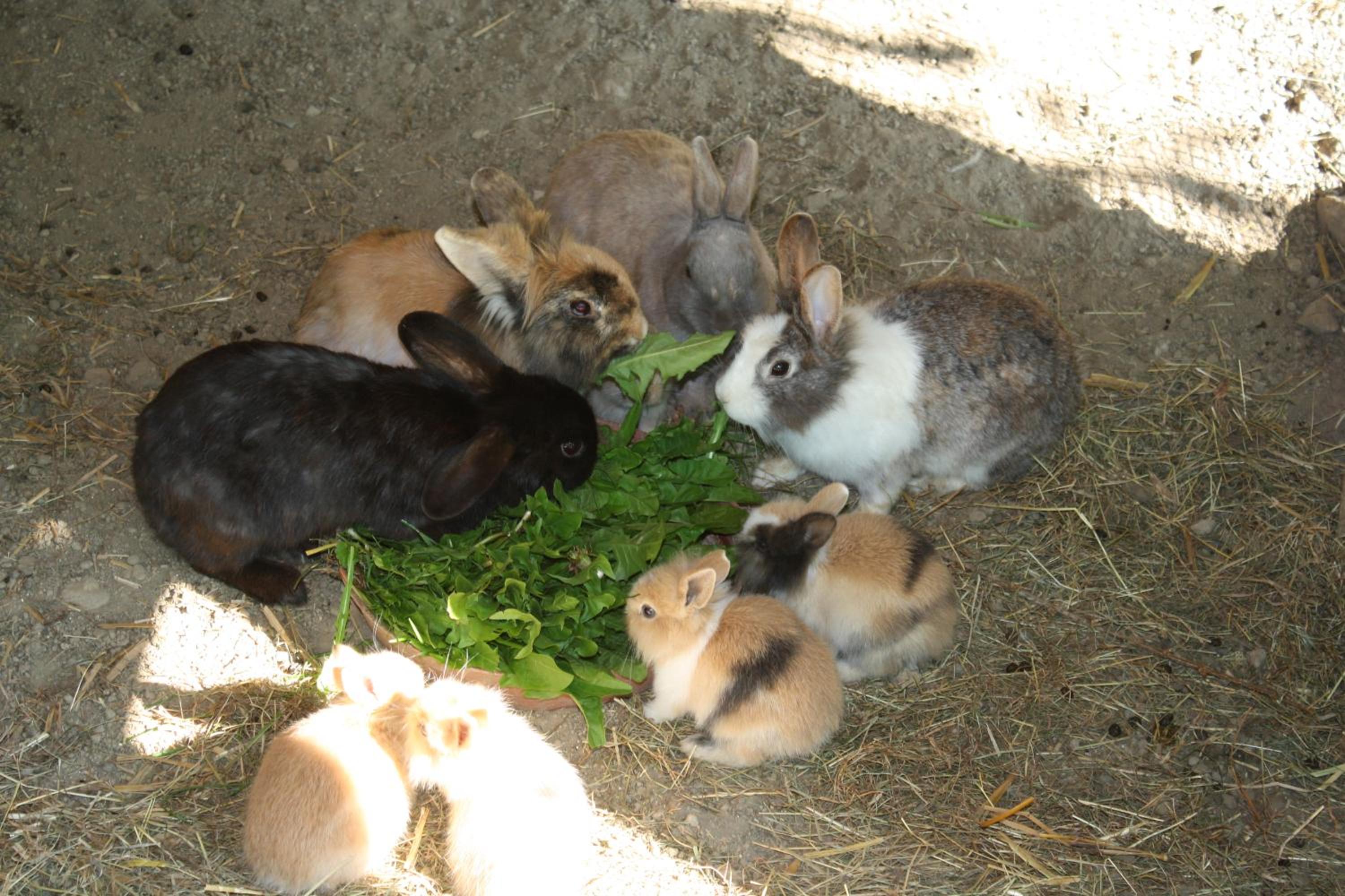 Photo 31