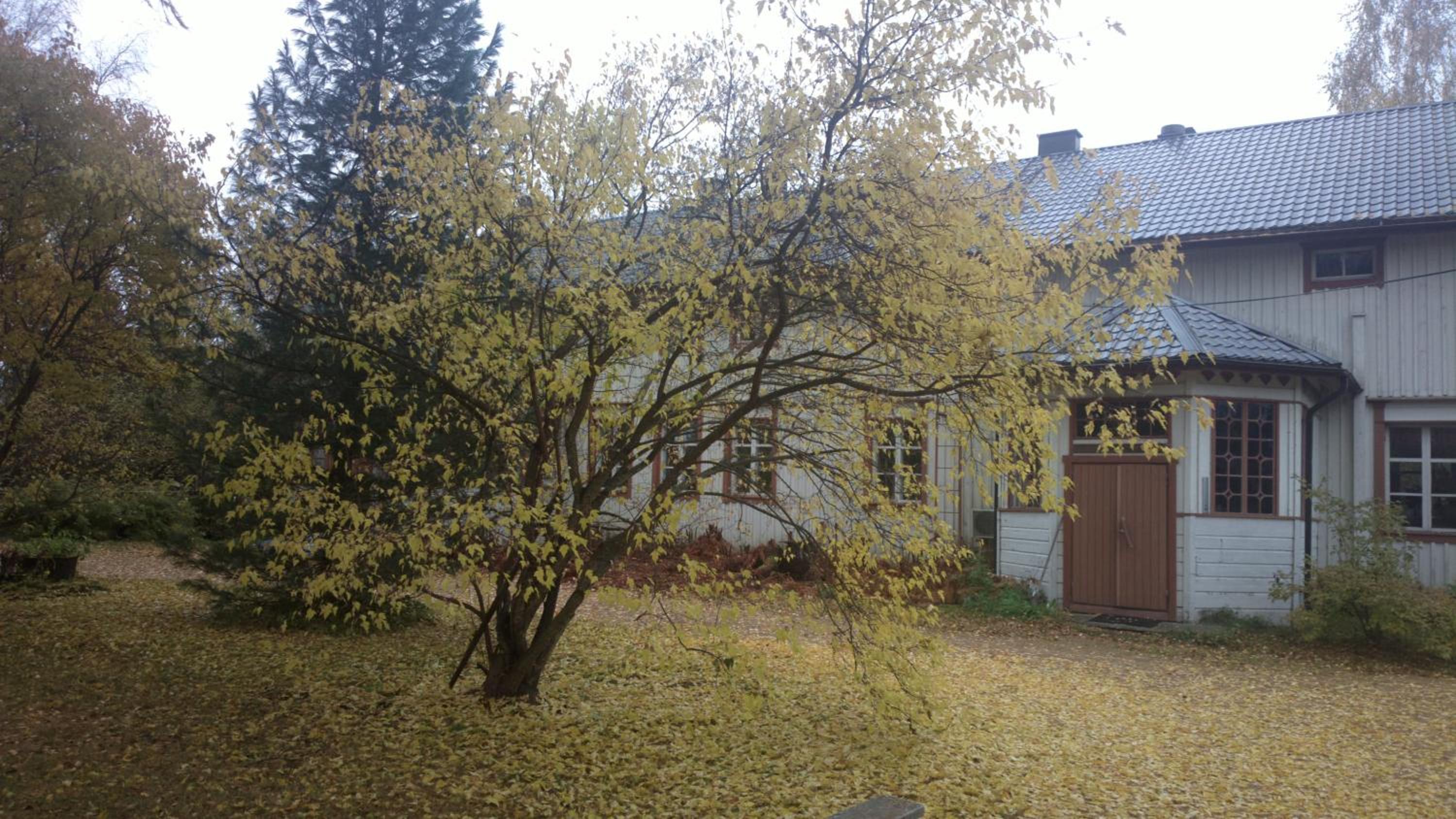 Metsolan pihapiiri