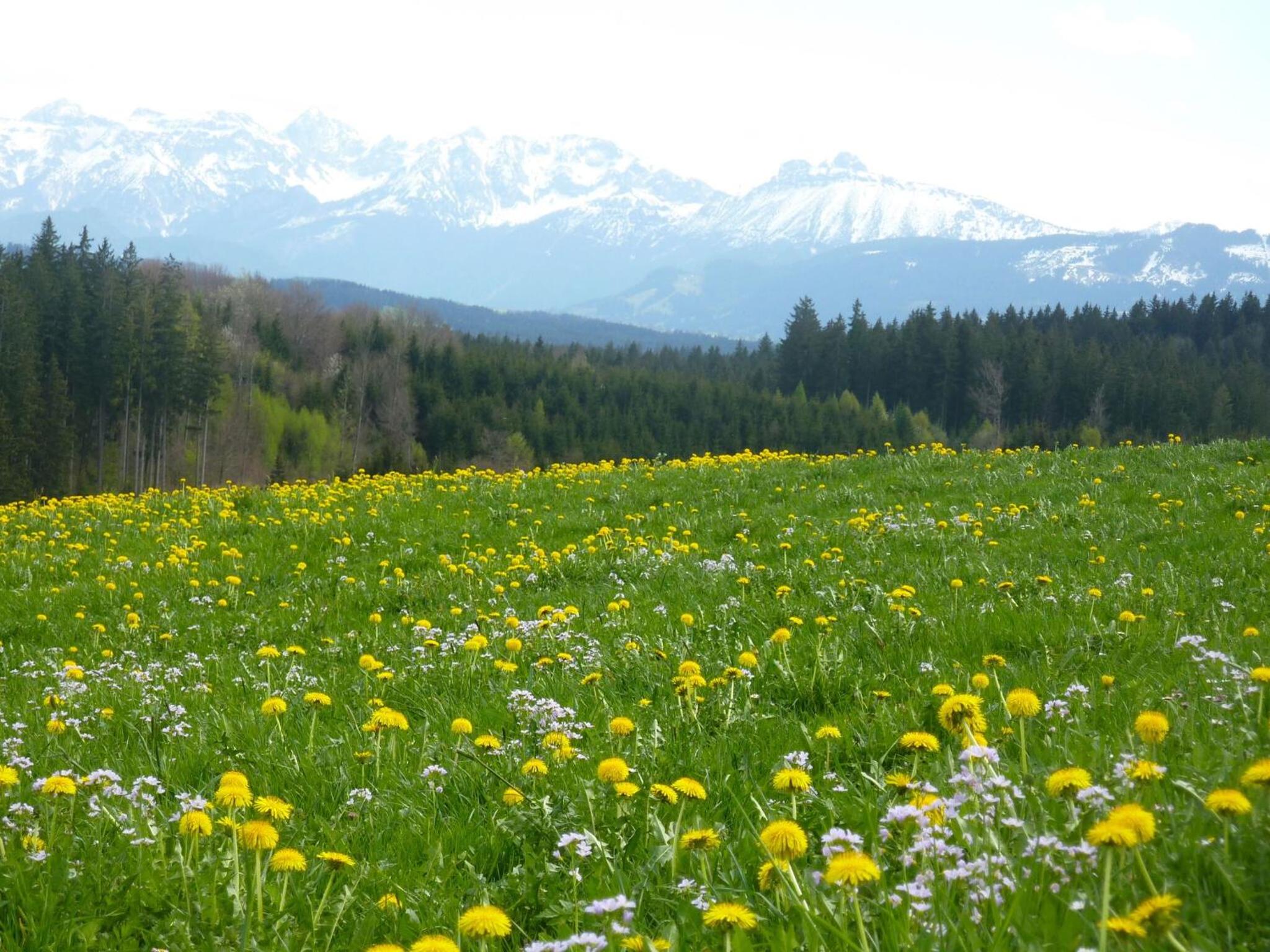 Pension Mittelallgau - Property Image 16