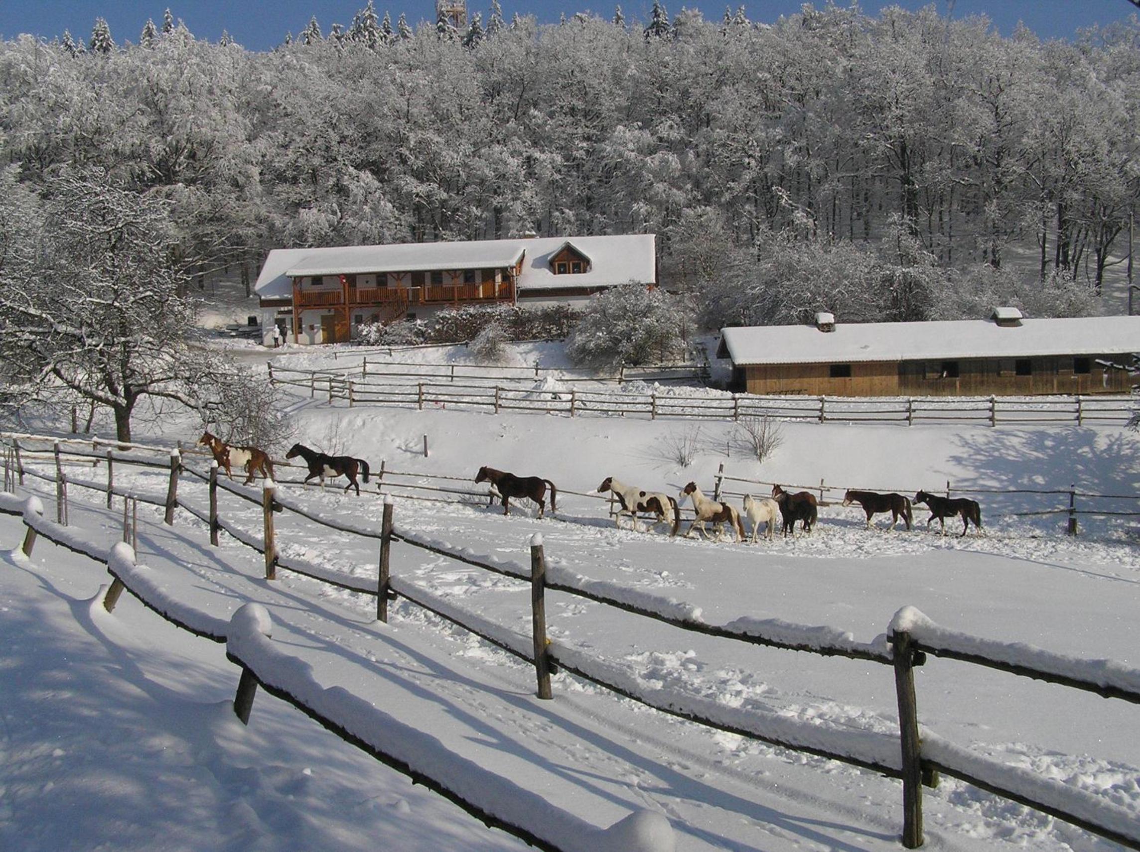 Penzion U Strakatého Koně