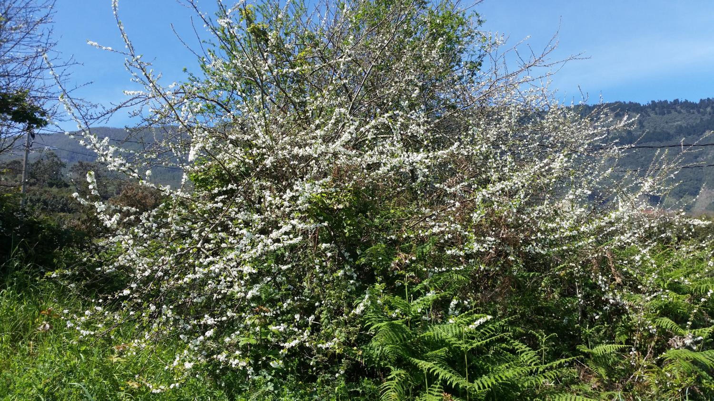 Rural Las Llanadas