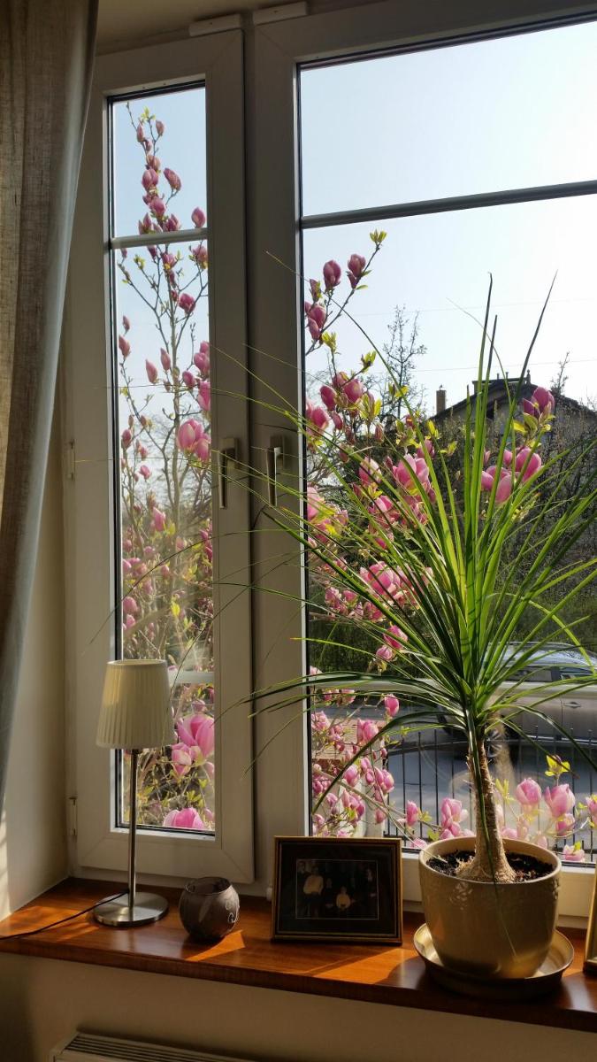 Apartament Magnolia view 2