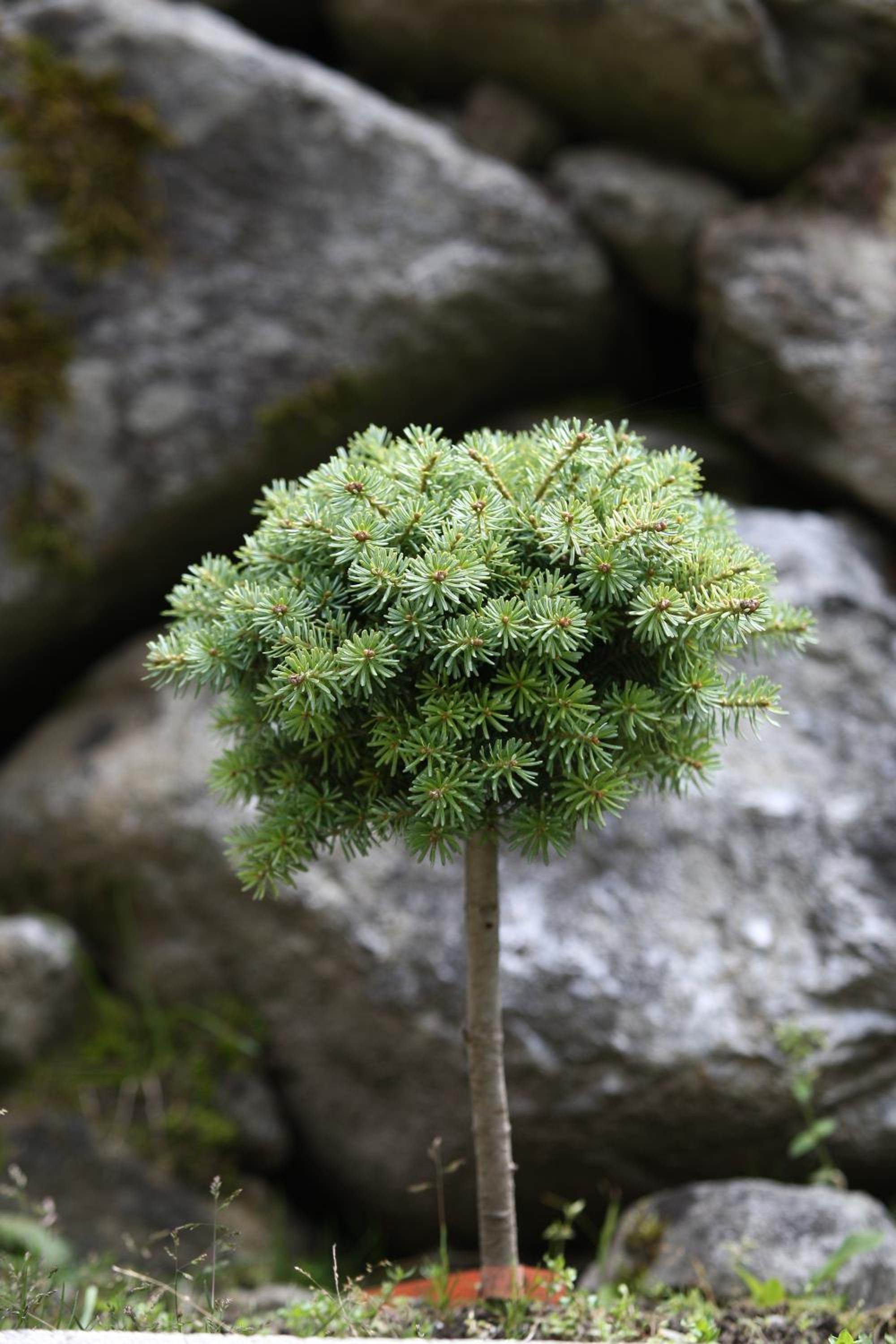 Photo 40