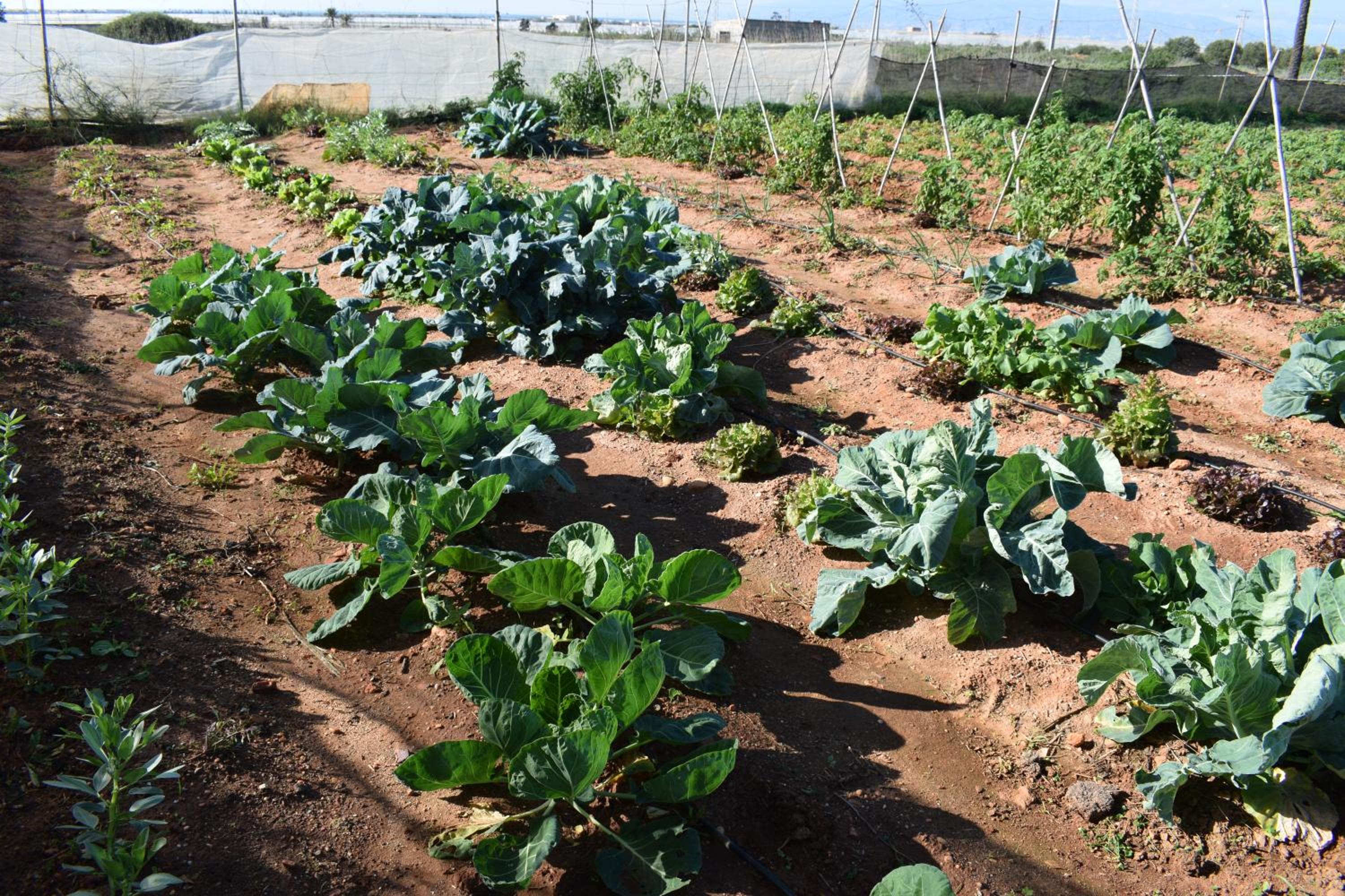 Cortijo La Molina de Cabo de Gata - Property Image 2