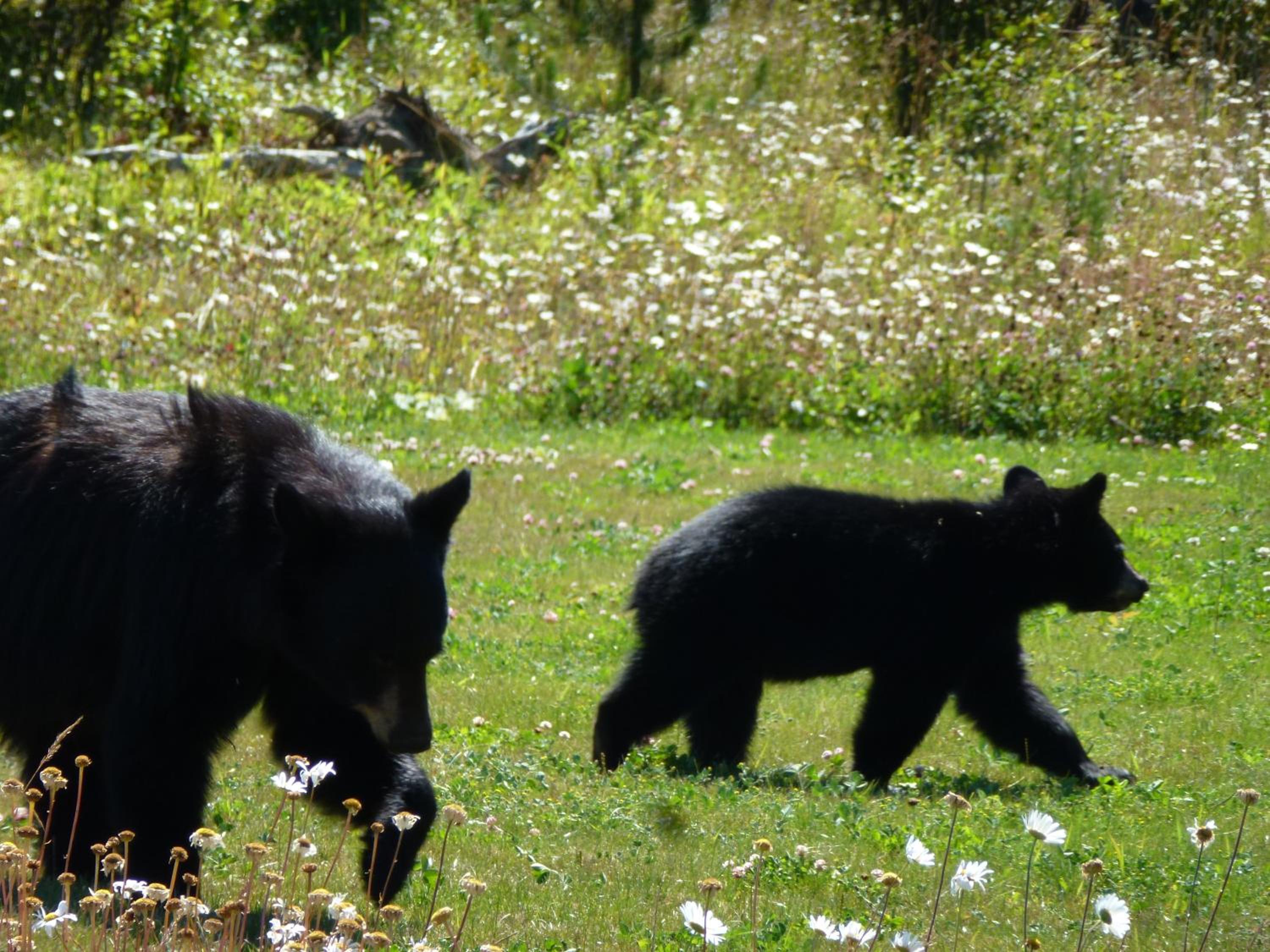 Little Black Bear Lodge/B&B