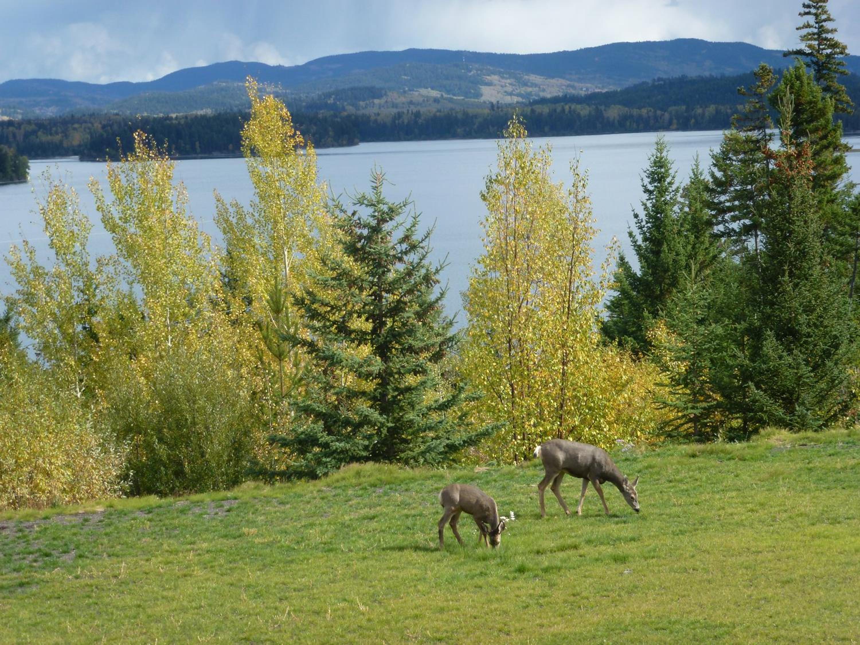 Little Black Bear Lodge/B&B