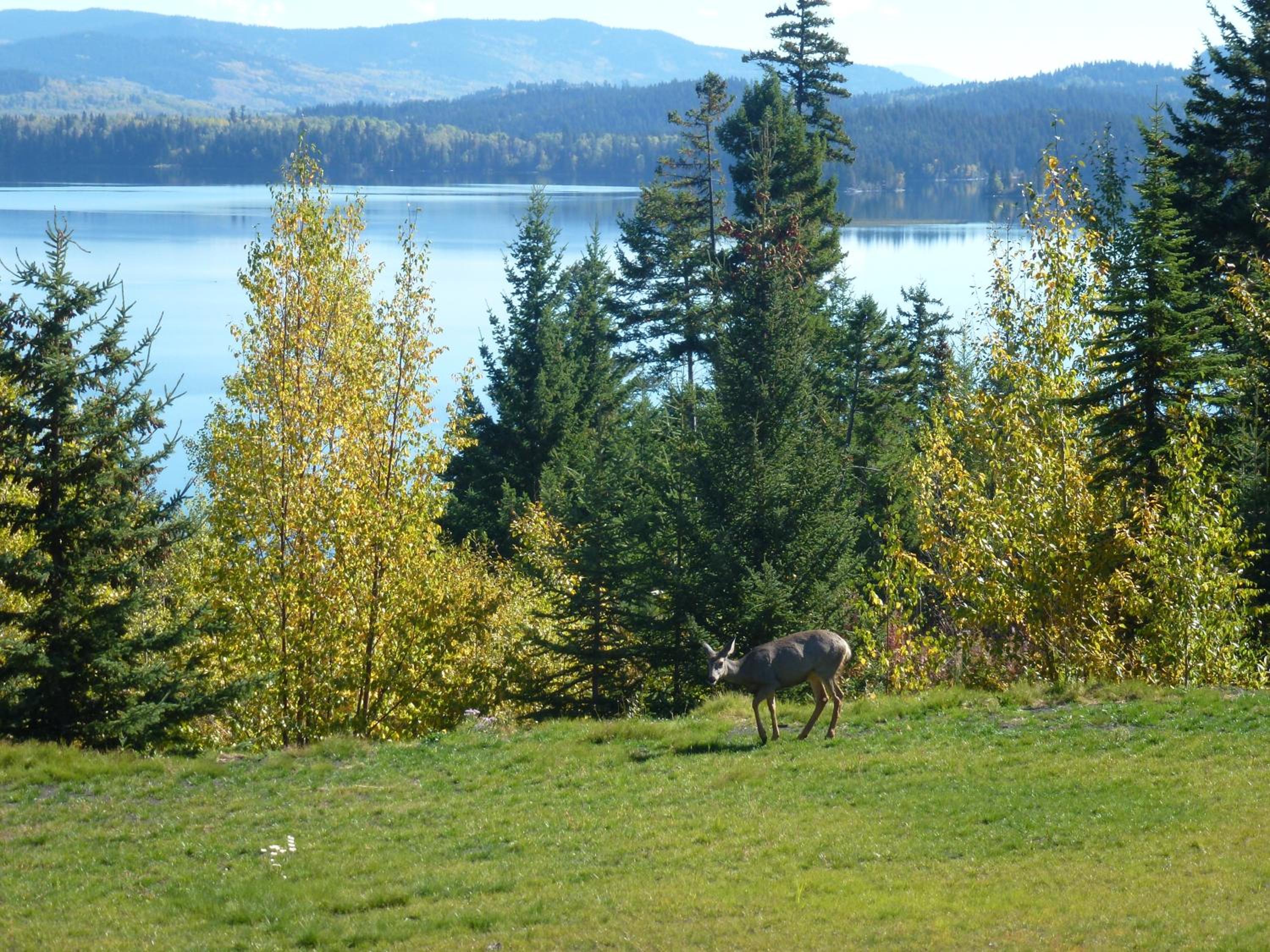 Little Black Bear Lodge/B&B