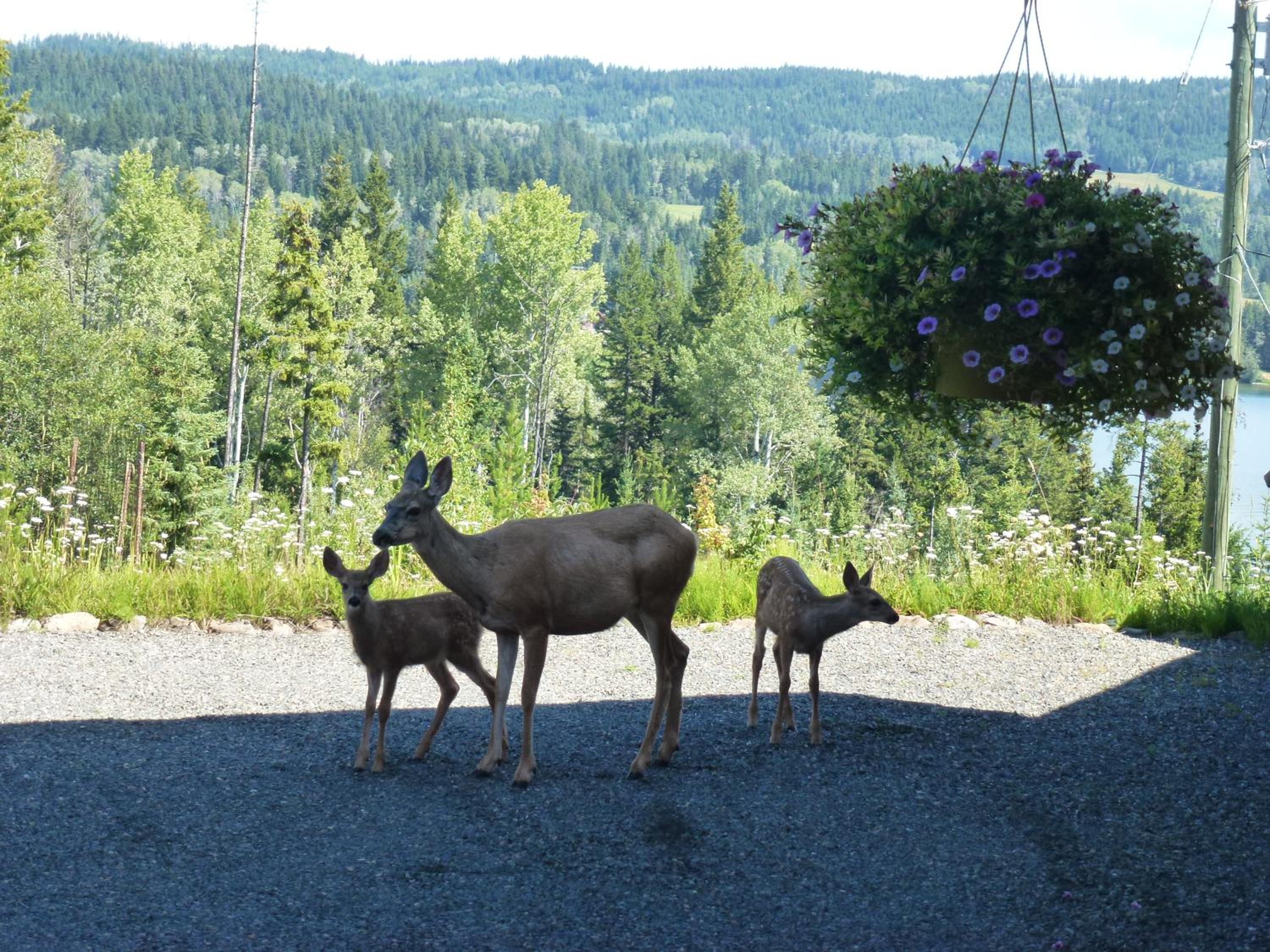 Little Black Bear Lodge/B&B