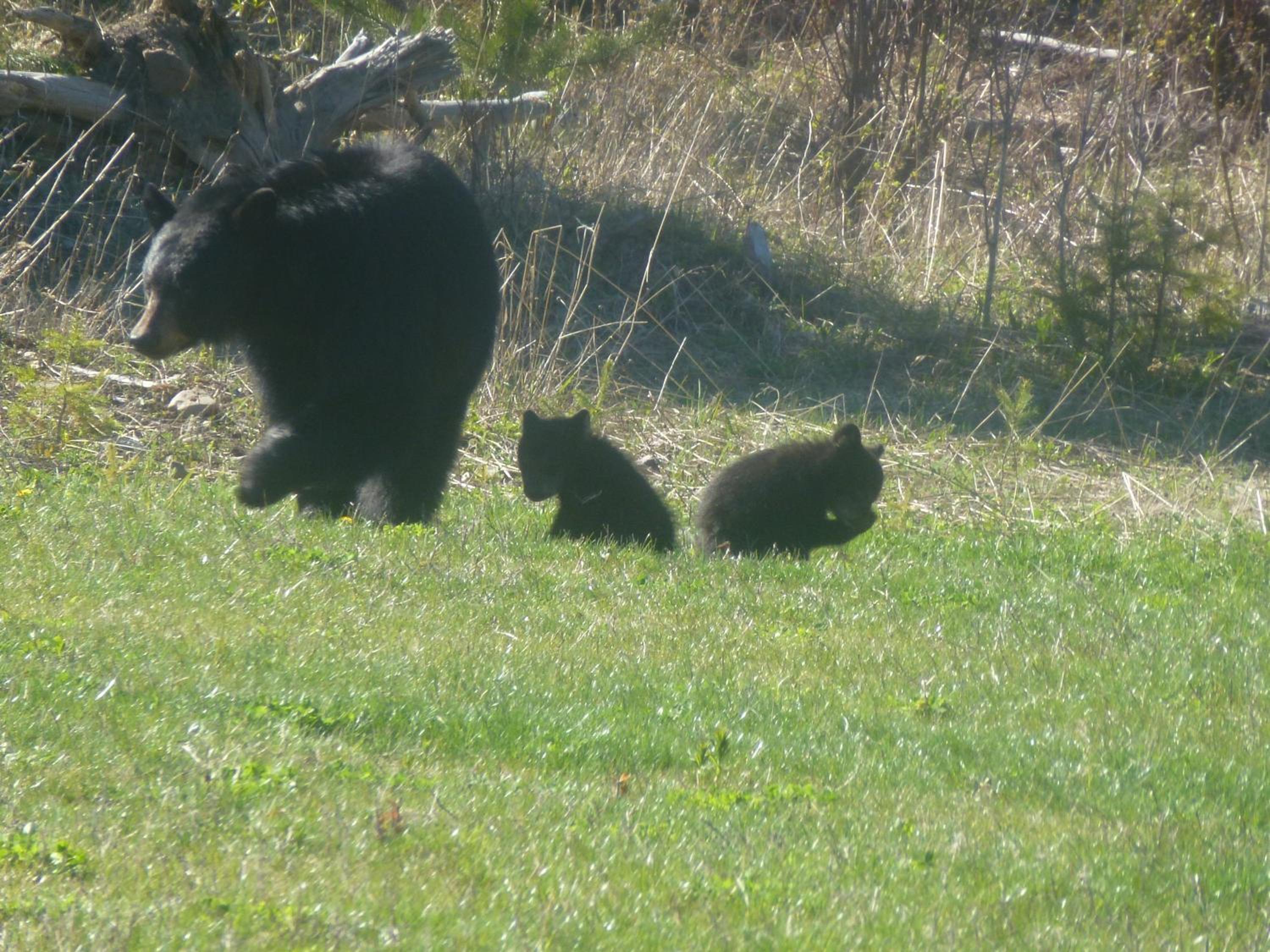 Little Black Bear Lodge/B&B
