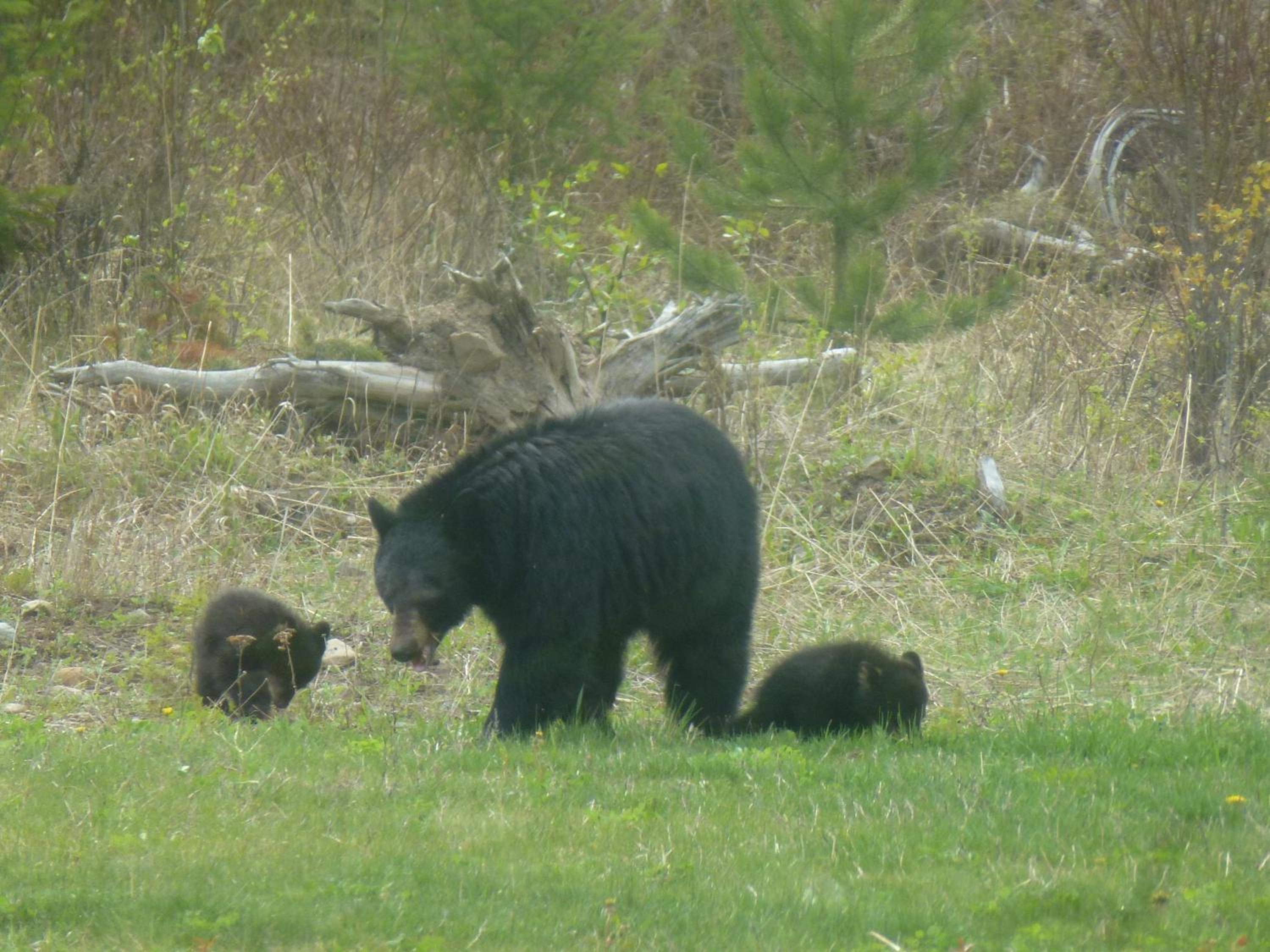 Little Black Bear Lodge/B&B