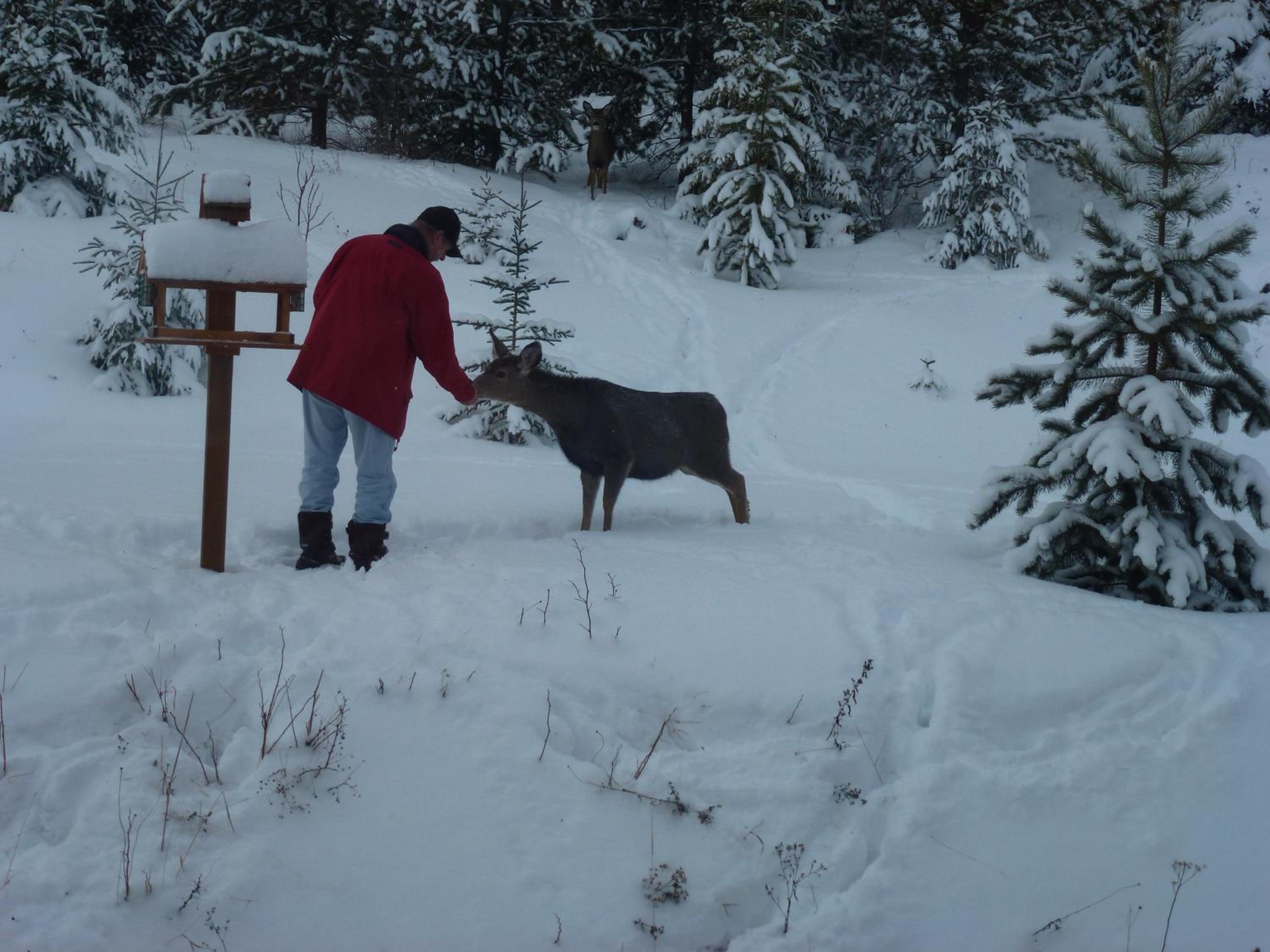 Little Black Bear Lodge/B&B
