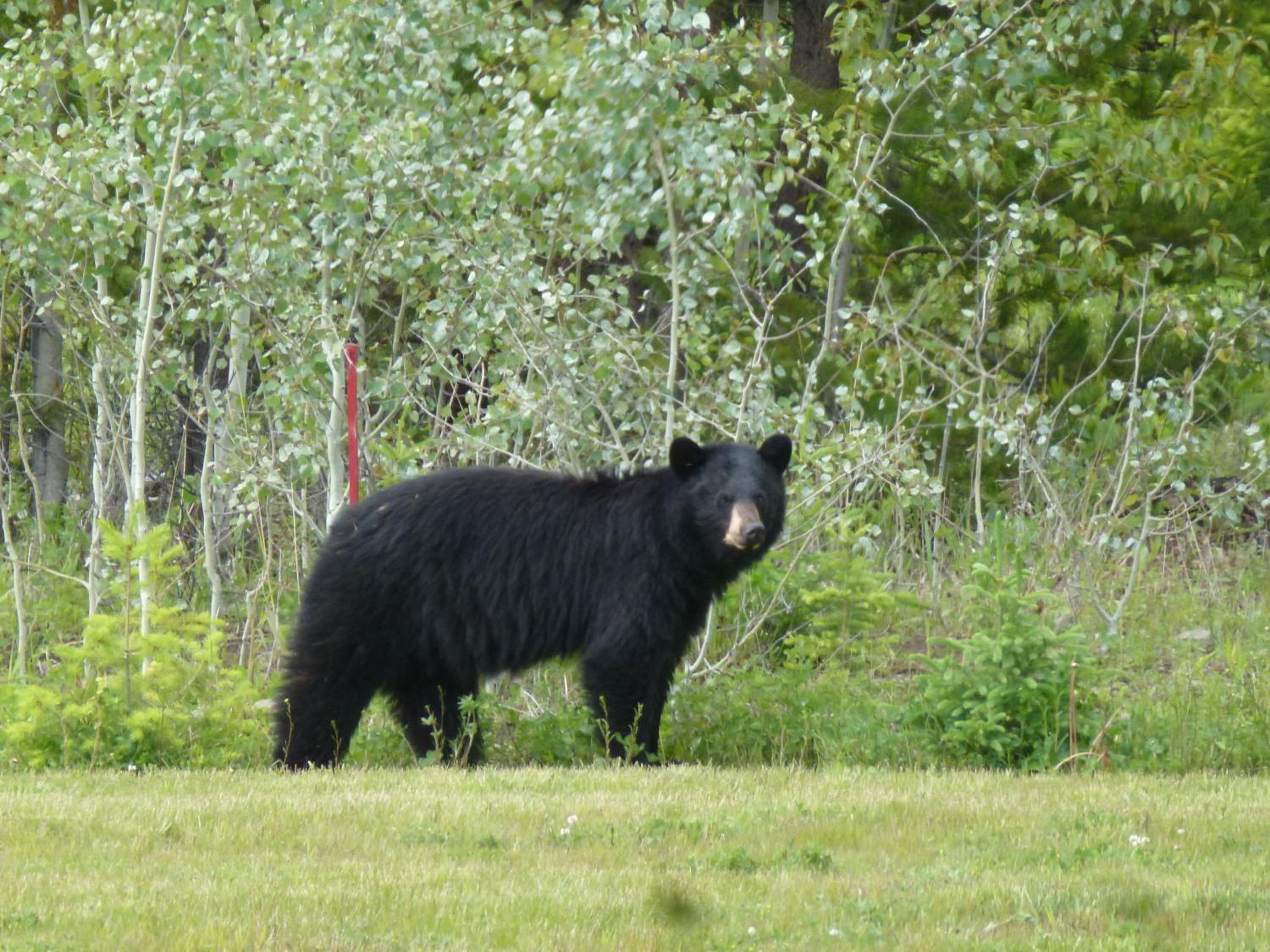 Little Black Bear Lodge/B&B