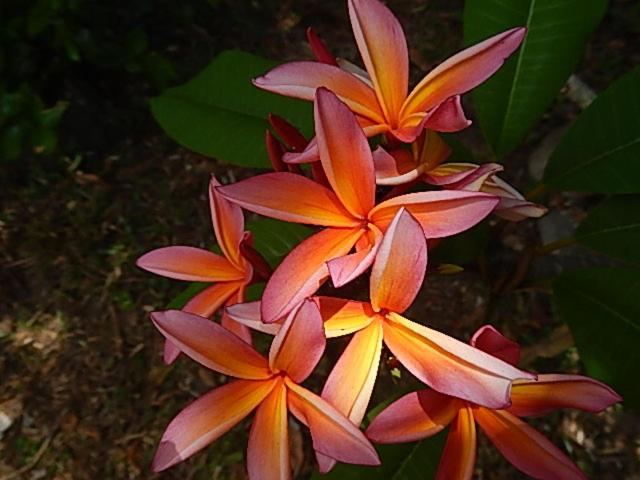 Reefcomber Sunset Beach