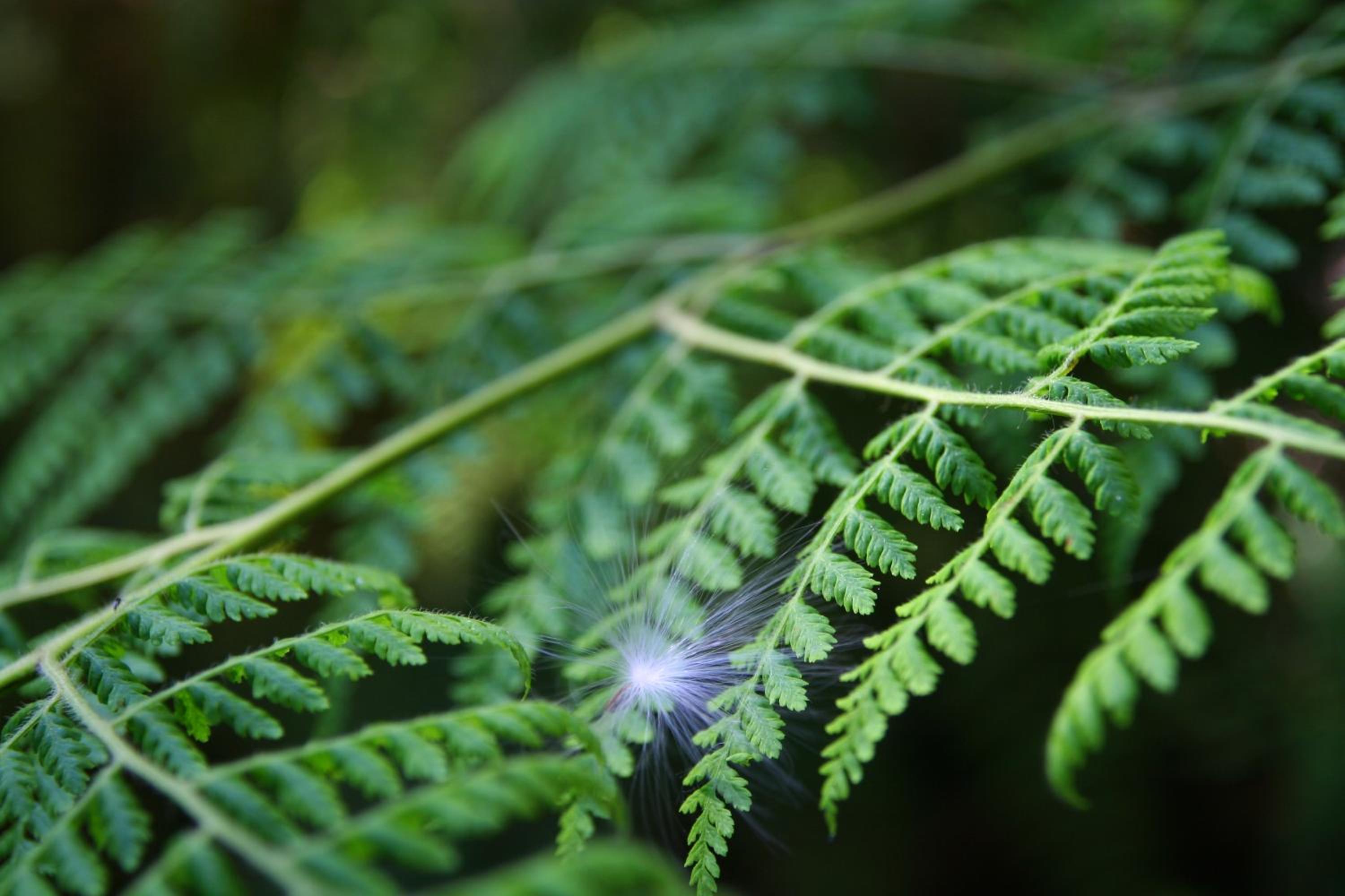Forest Edge
