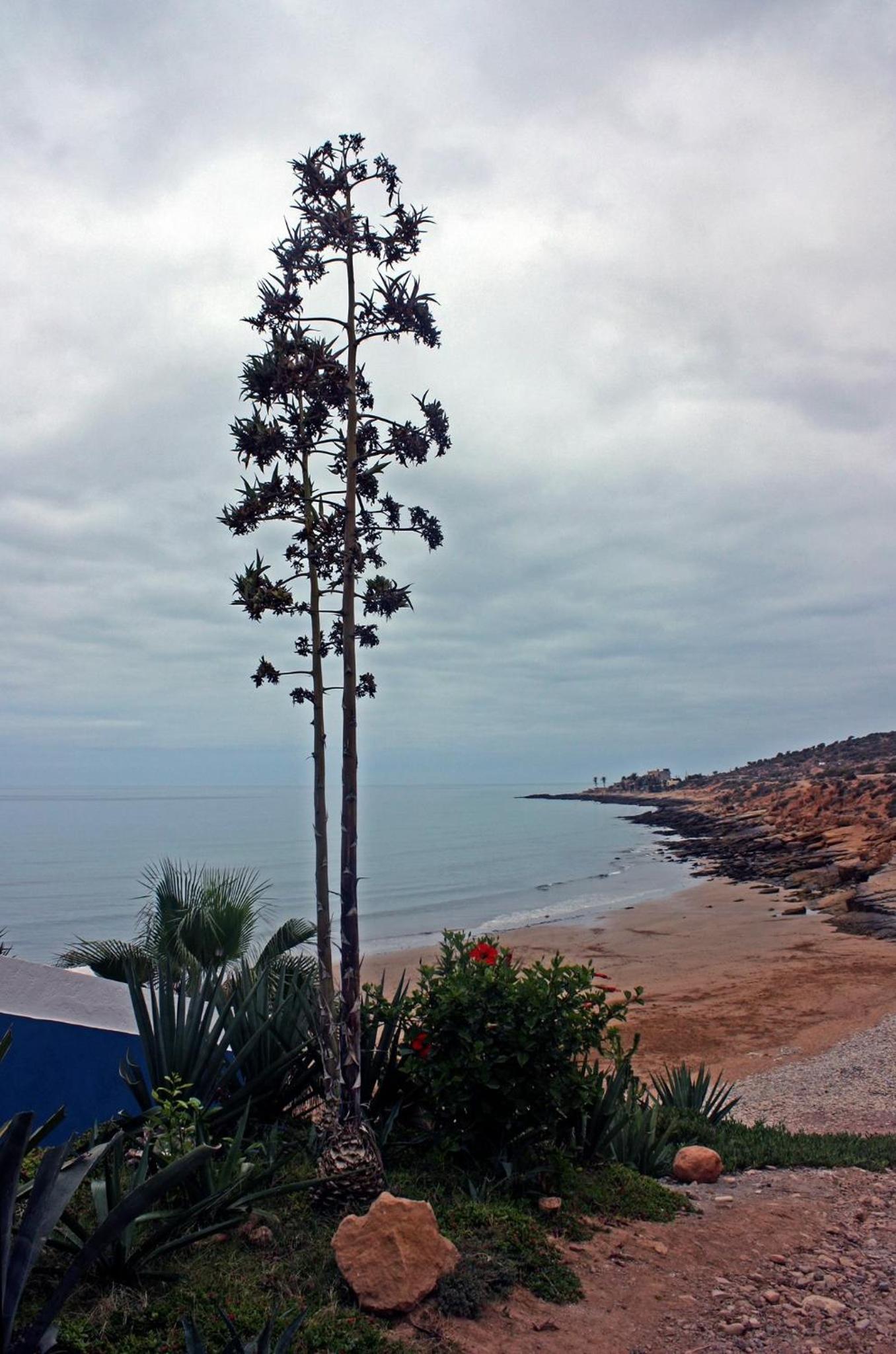 Oceana Surf Camp view 3