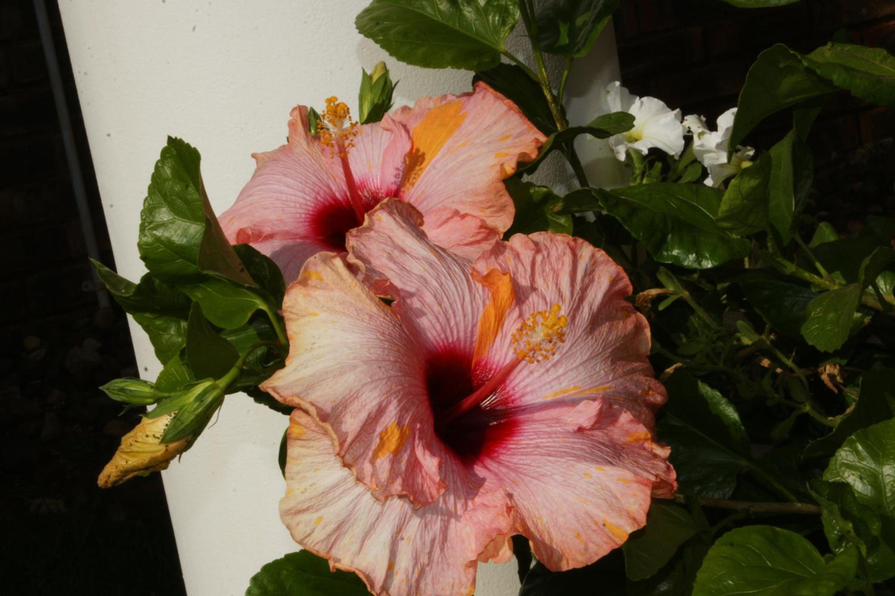 Photo 42