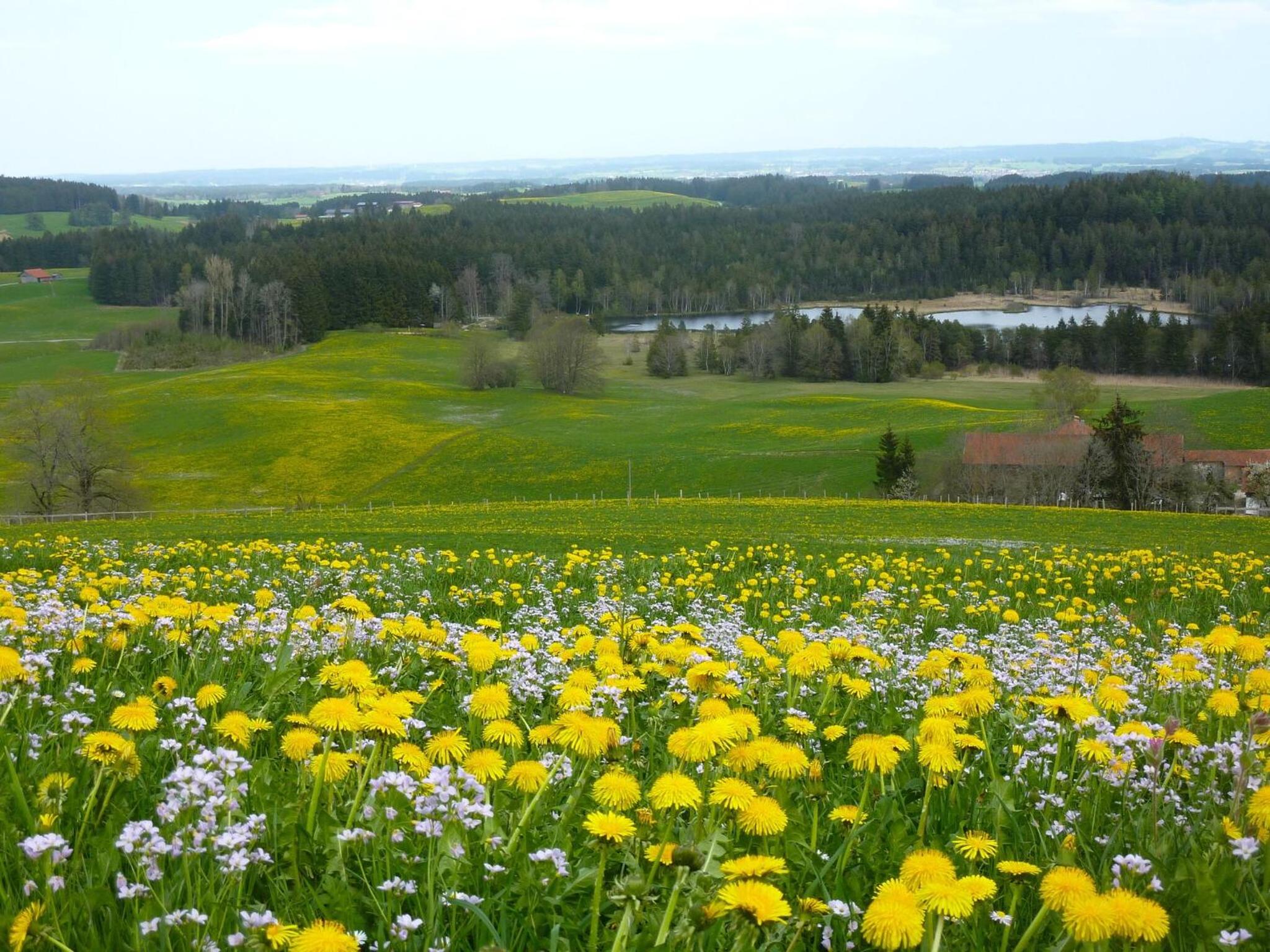 Pension Mittelallgau - Property Image 3