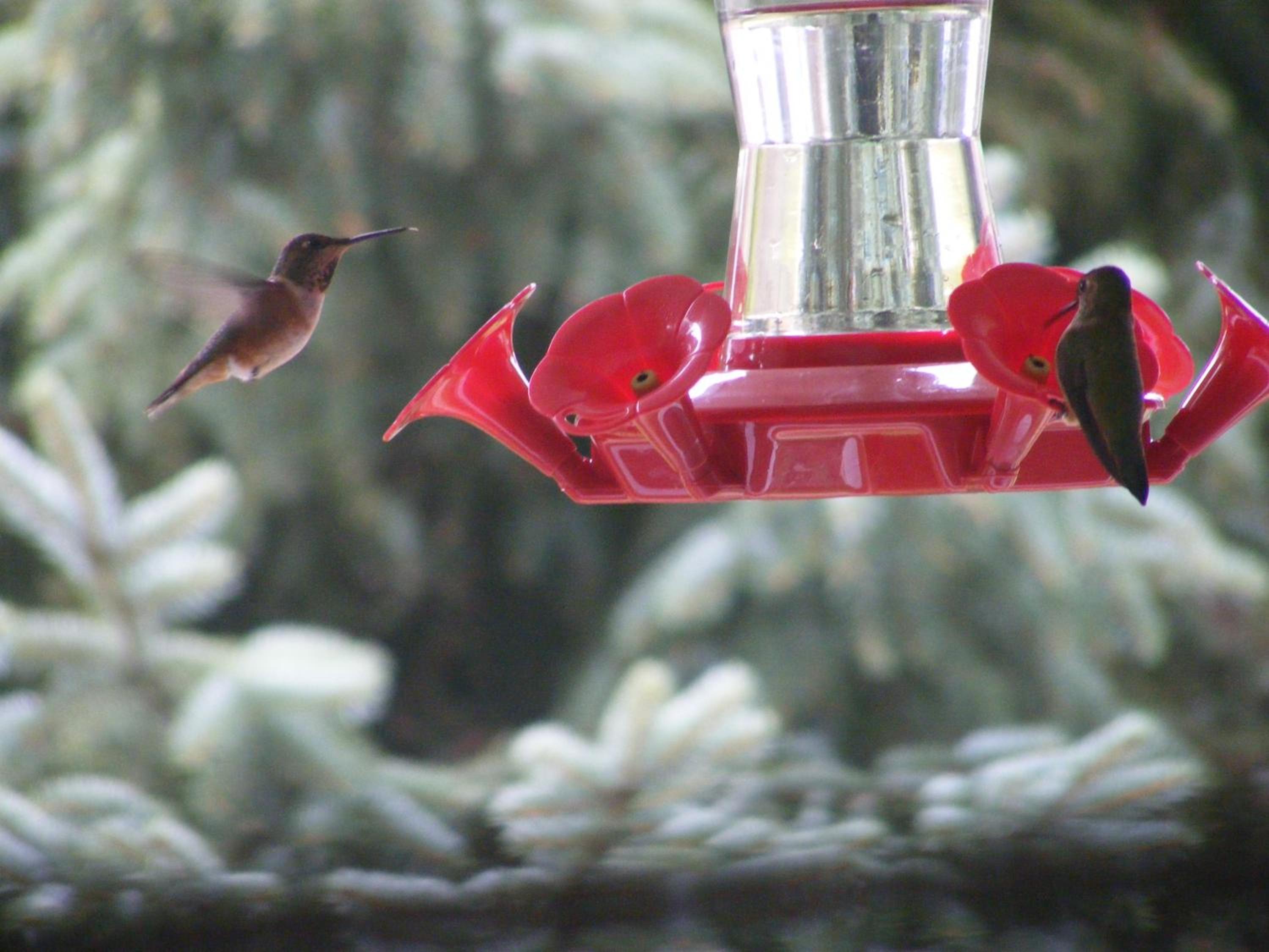 Hummingbird Guesthouse