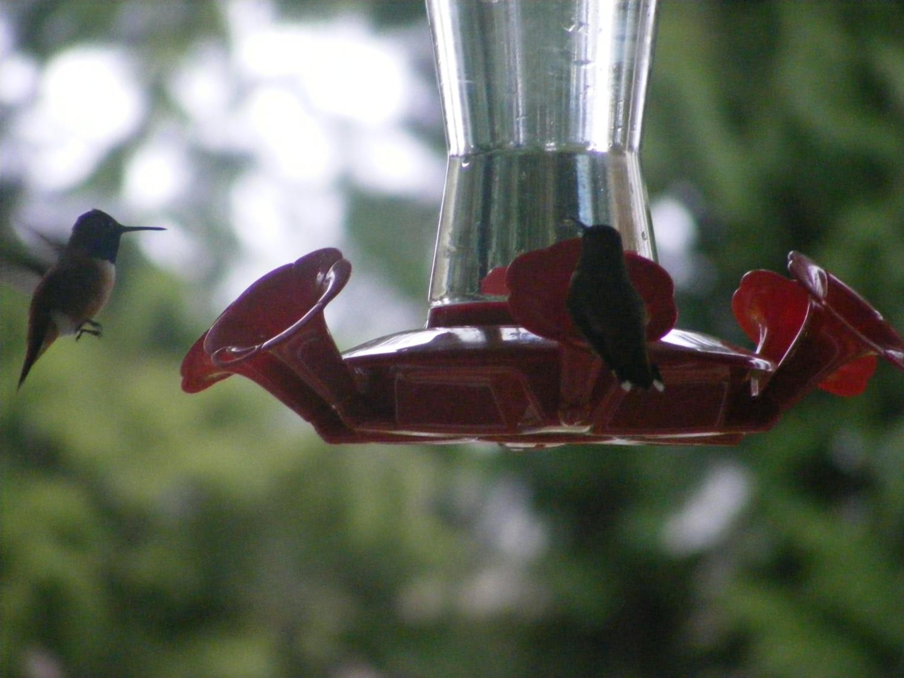 Hummingbird Guesthouse