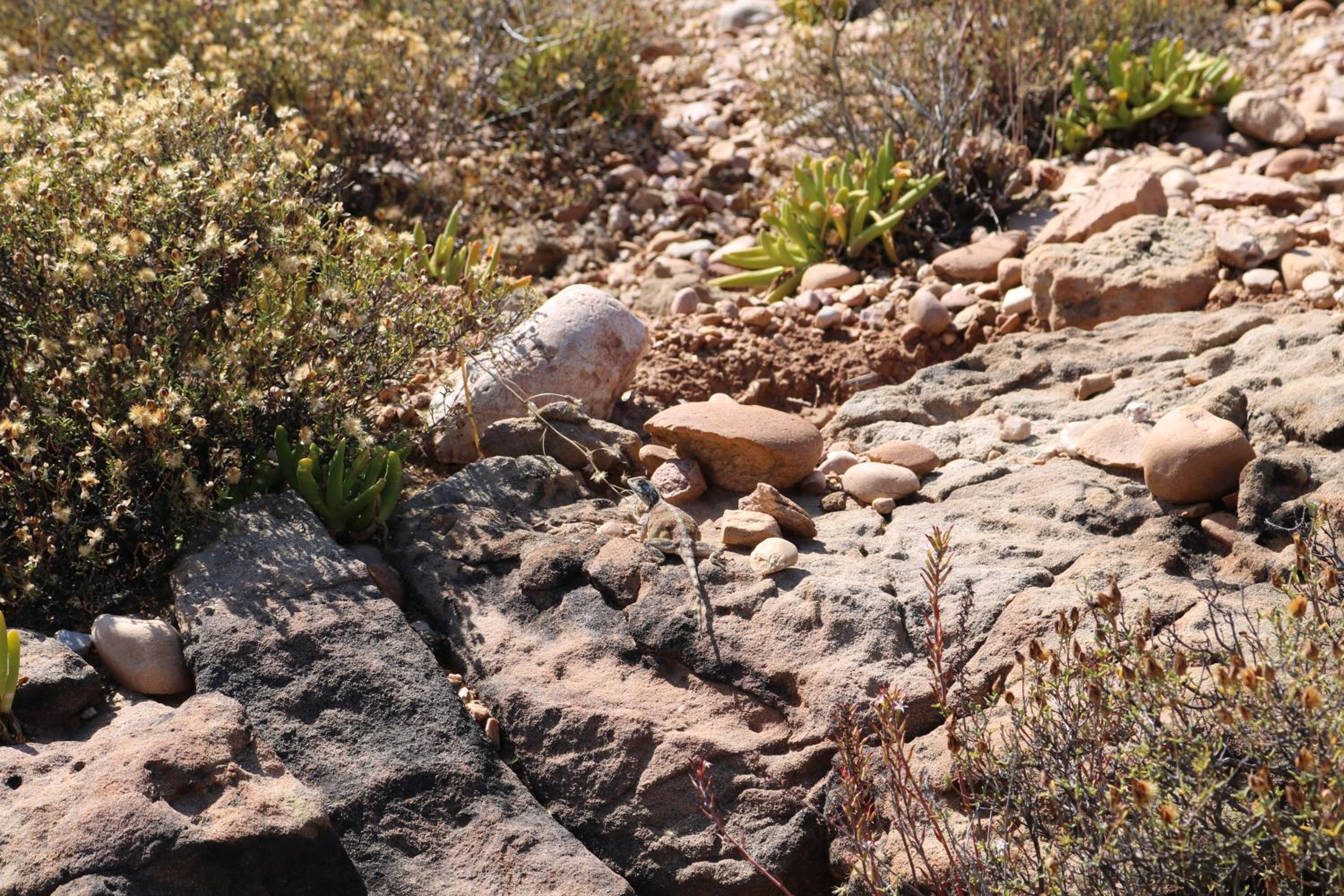 Photo 44