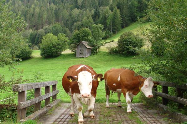 Bad Kleinkirchheim Bio Naturhof Ottingerhof