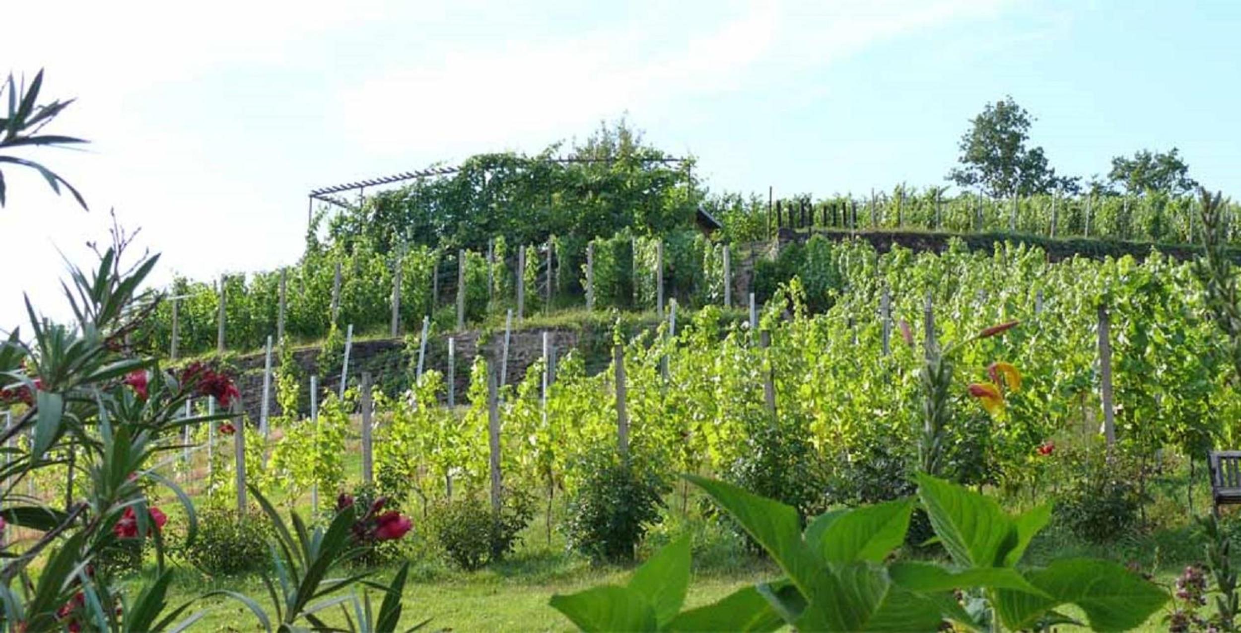 Weingut Mariaberg view 4