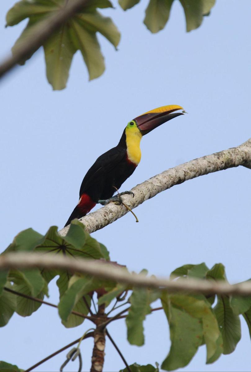 Toucan Escape