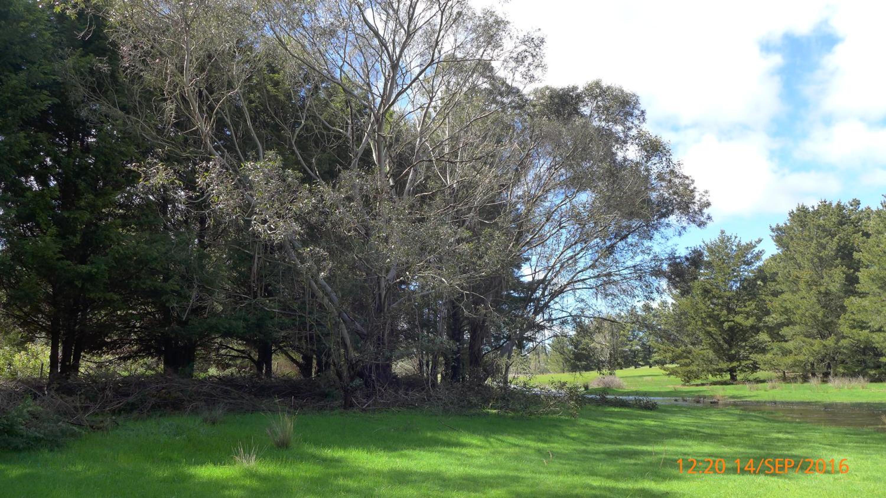 Helen's Homestead